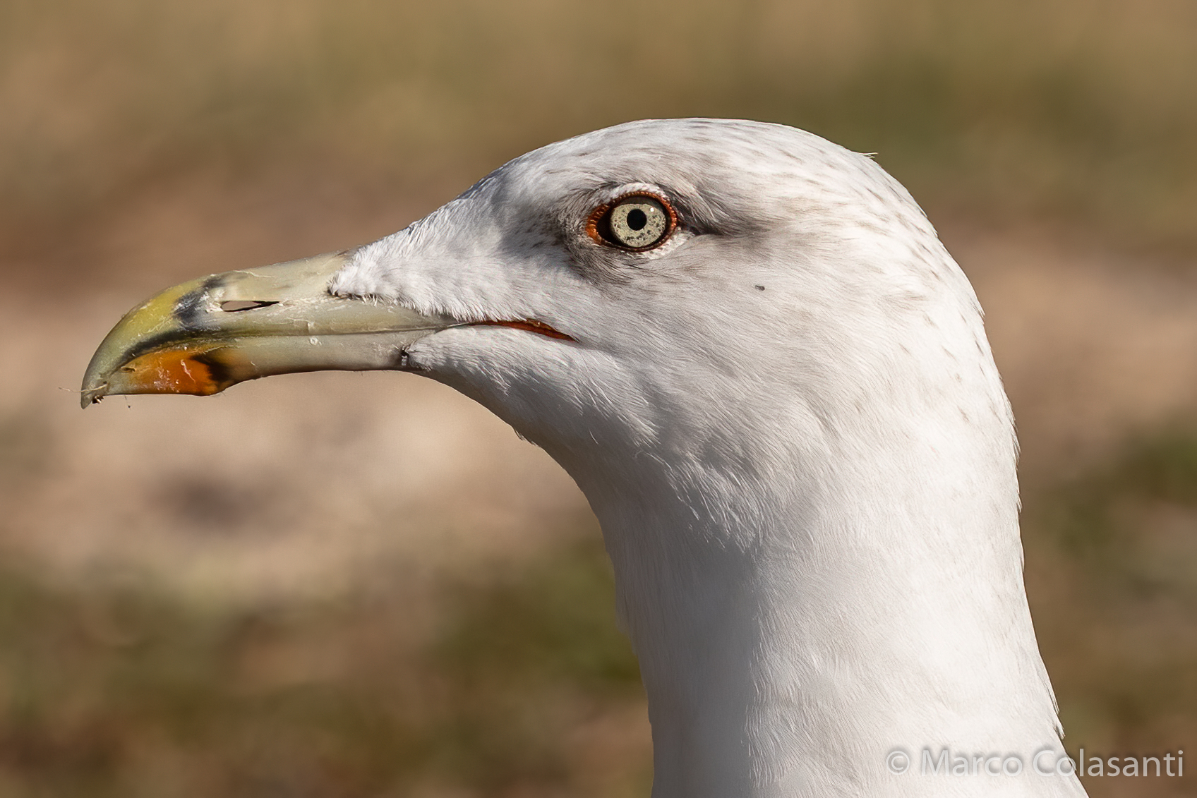 close-up of royal seagull 2...