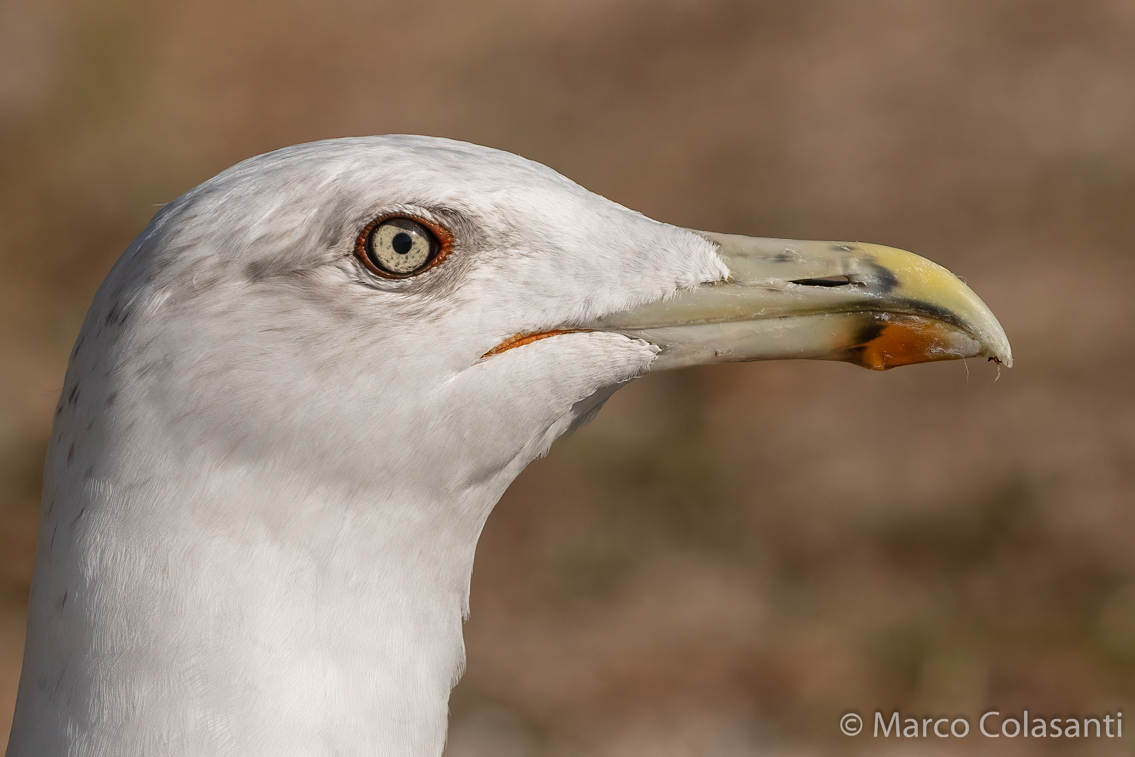 close-up of royal seagull 3...