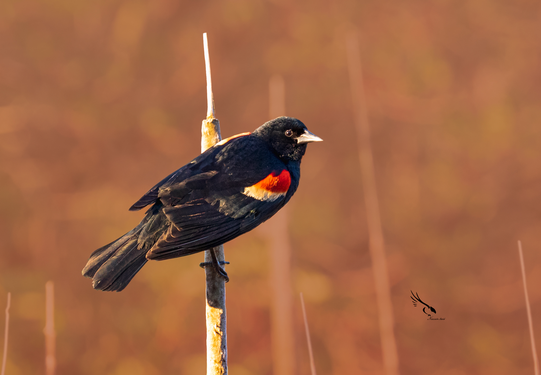 Red-winged blackbird...