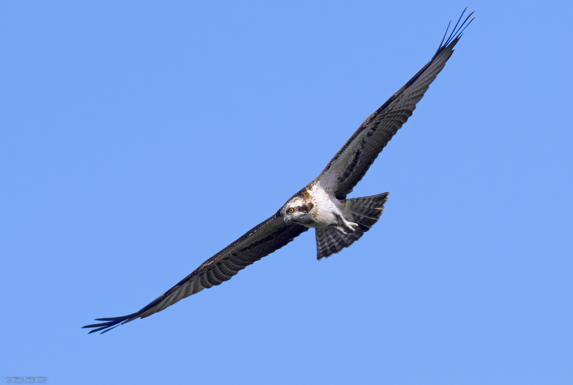 Falco Pescatore (Pandion haliaetus)...