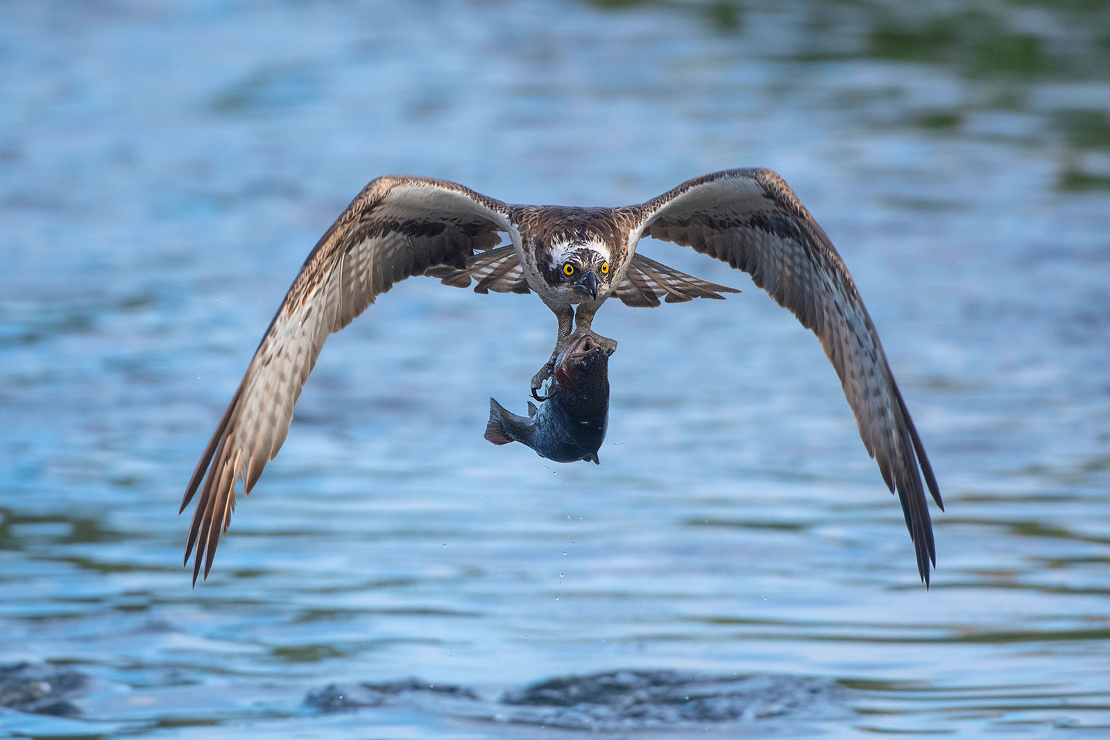 Hawkfish on the hunt...