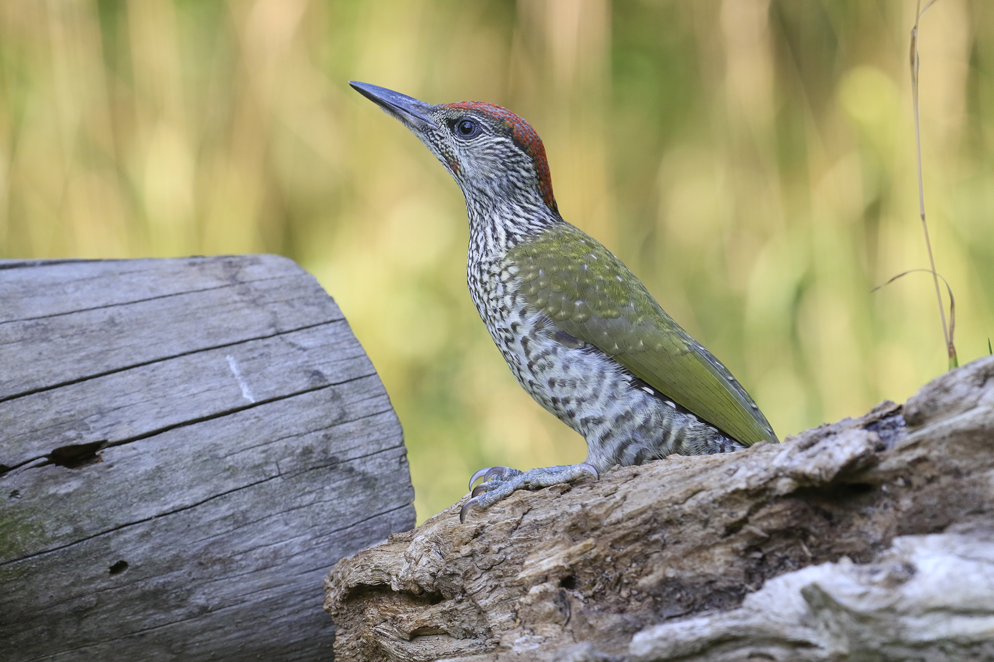 young green woodpecker...