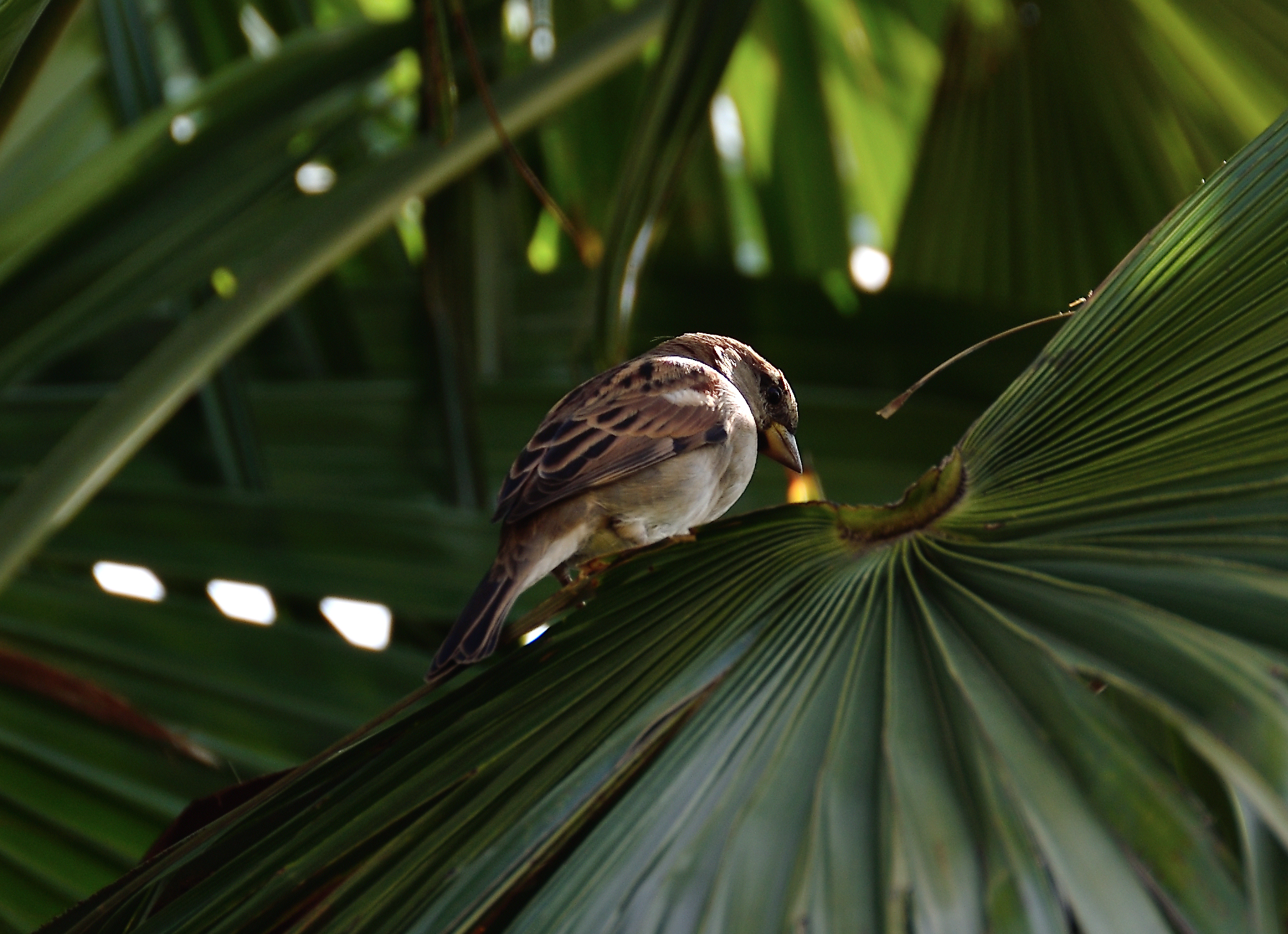 Sparrow on the palm trees...