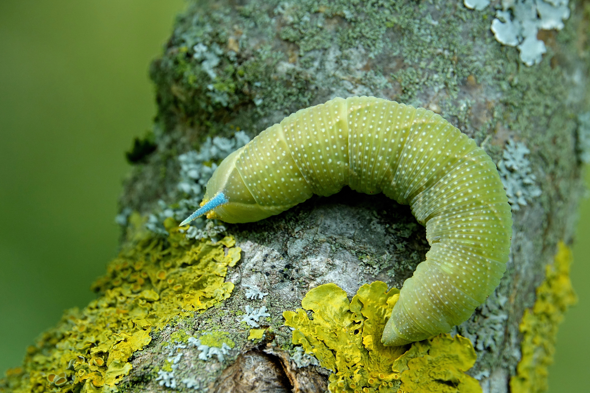 Lime Sphinx Caterpillar...