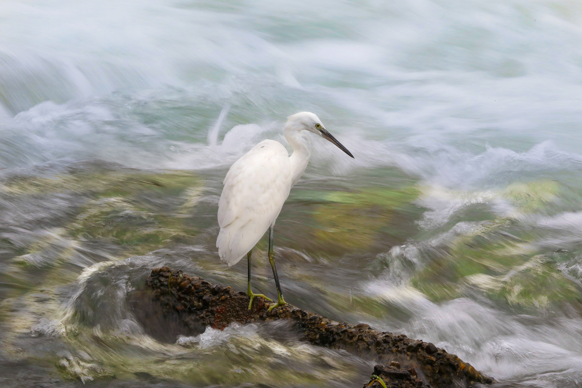 egrets in the current...