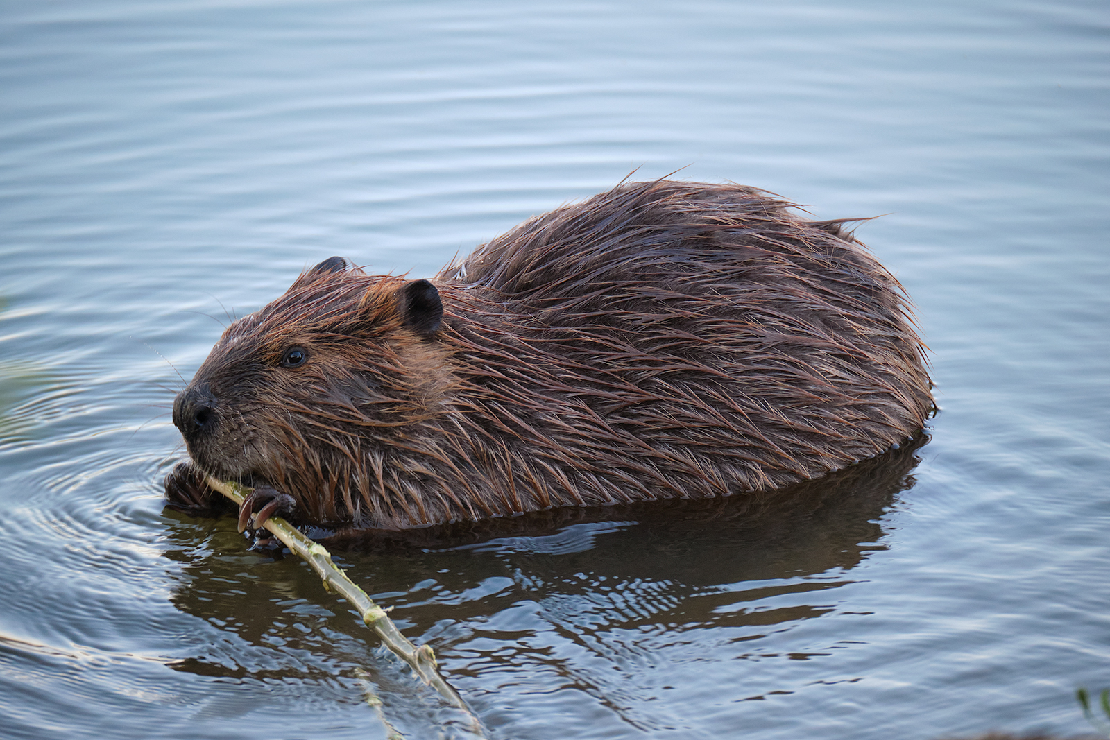 Beaver...