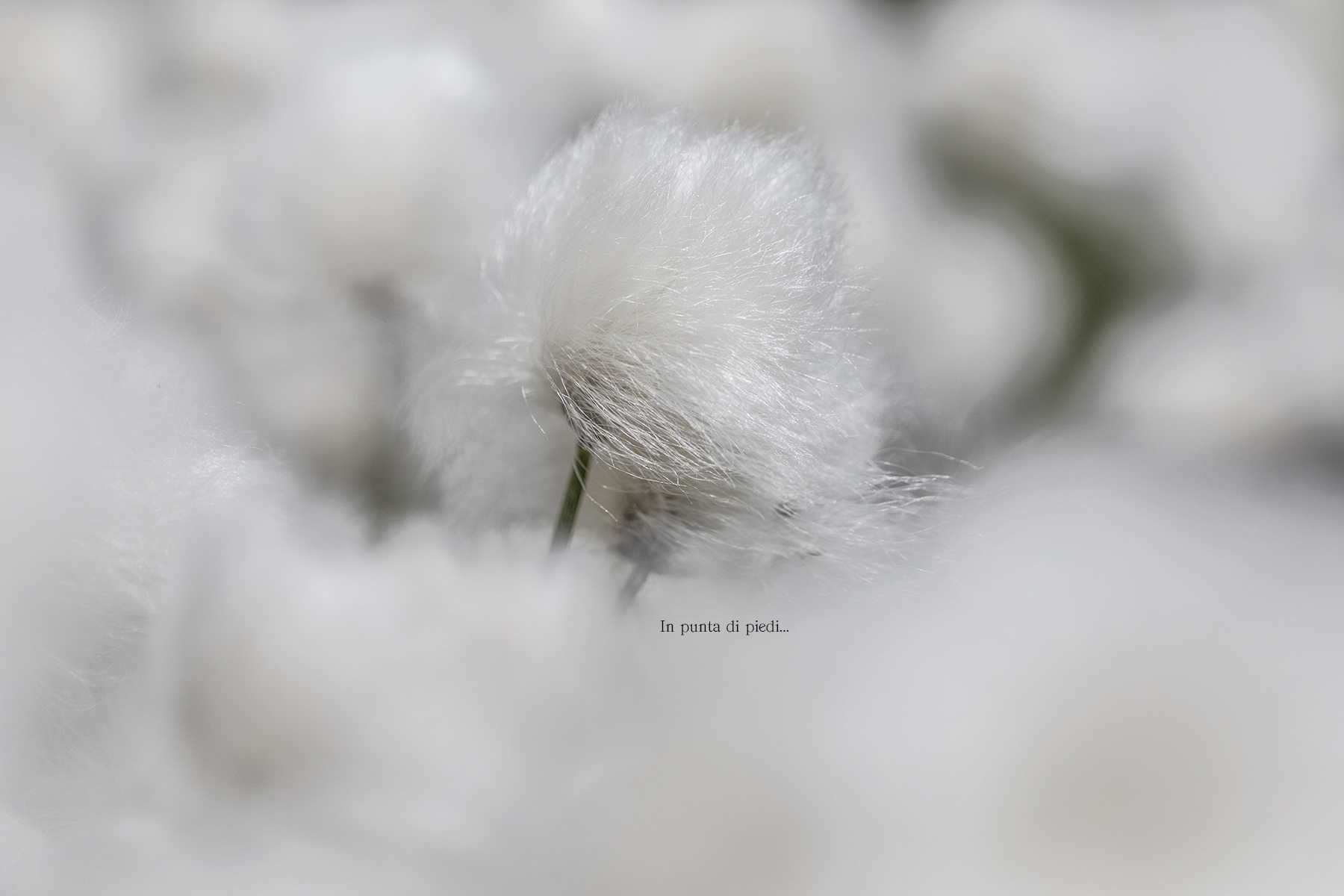 detail Eriophorum - cottongrass - Erioforo...