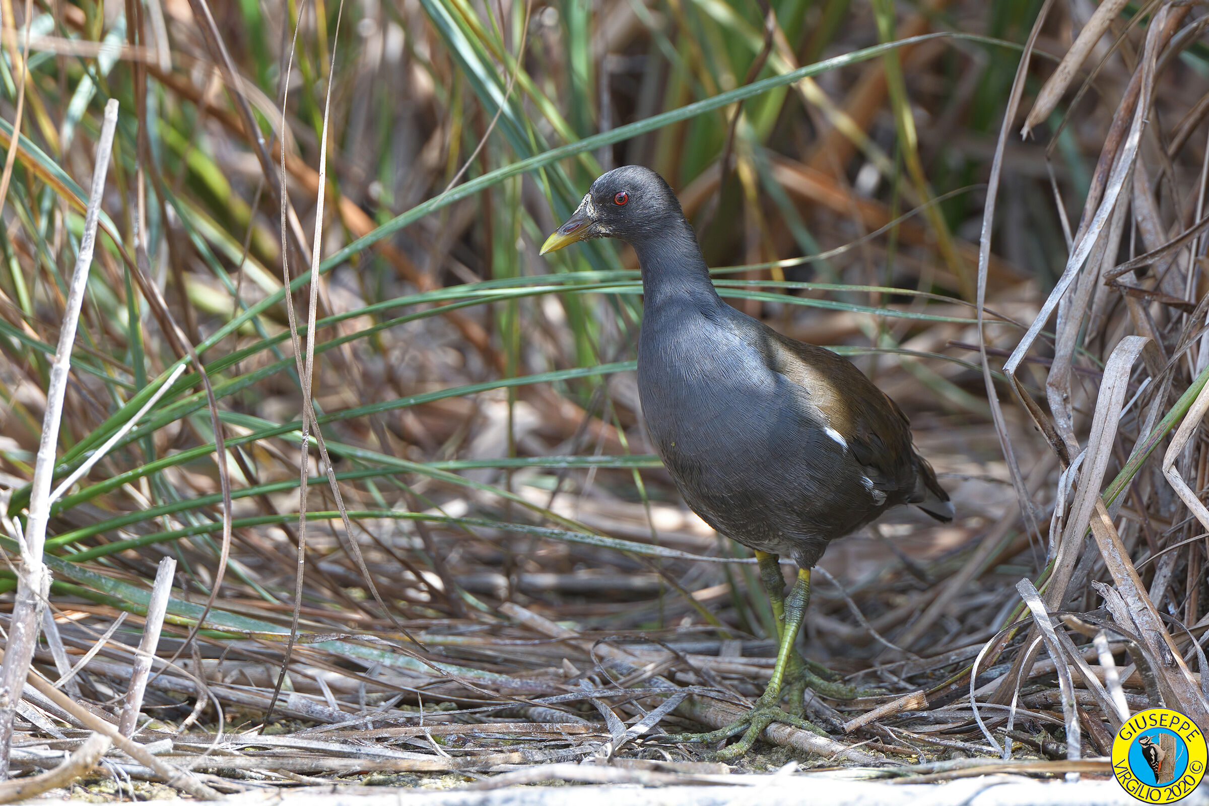 Young Water Hen (Sardegna )2020...