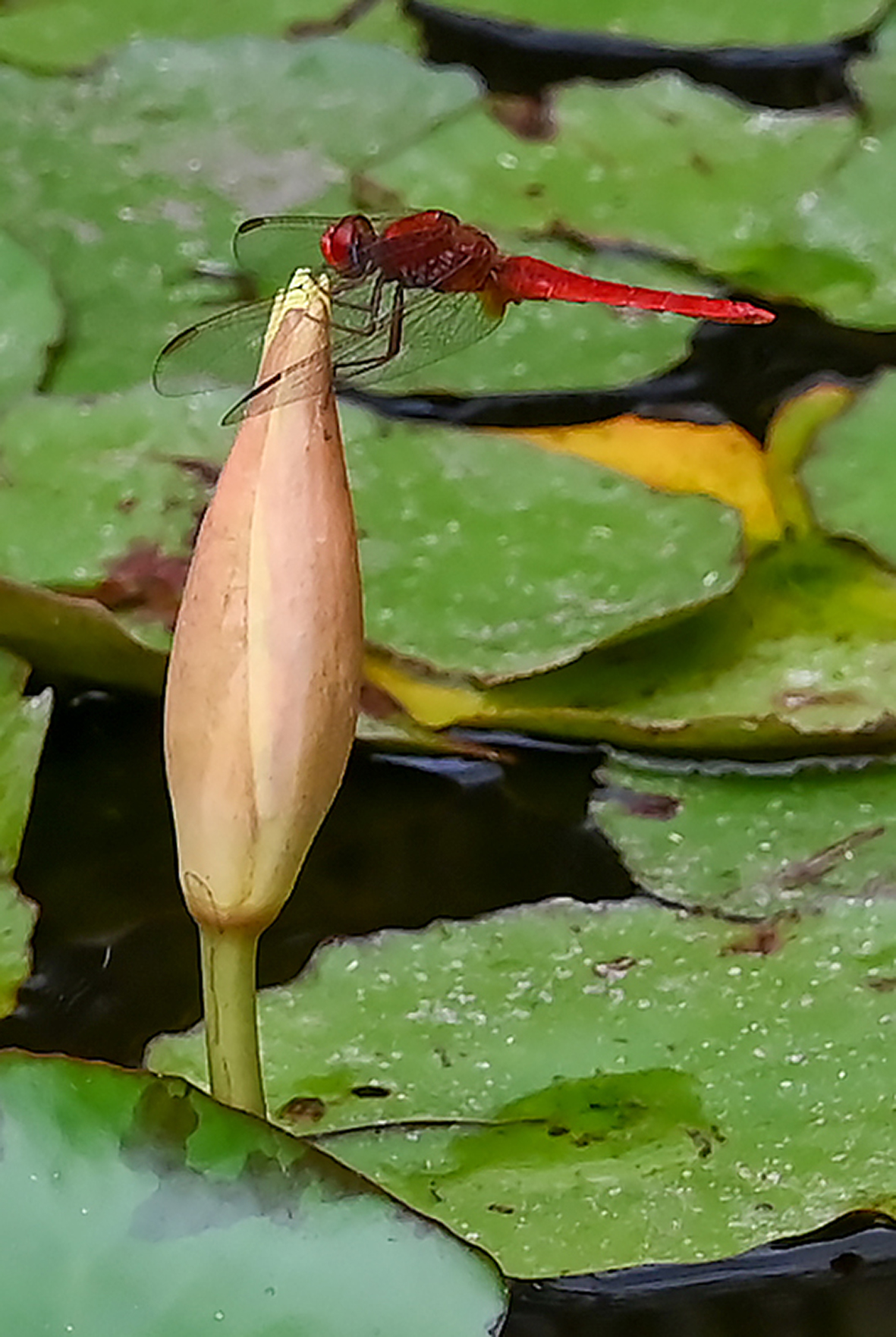 Dragonfly on water lily...