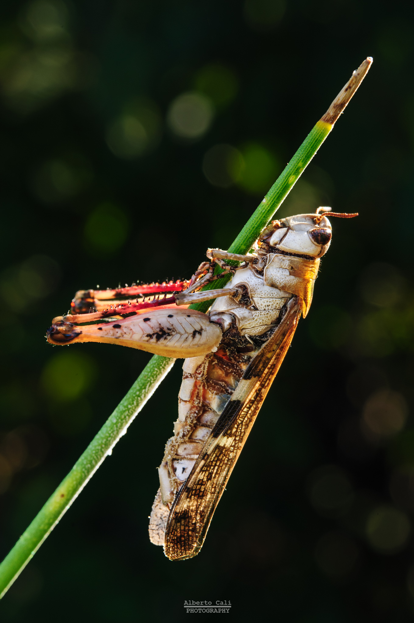 Parasitic grasshopper...