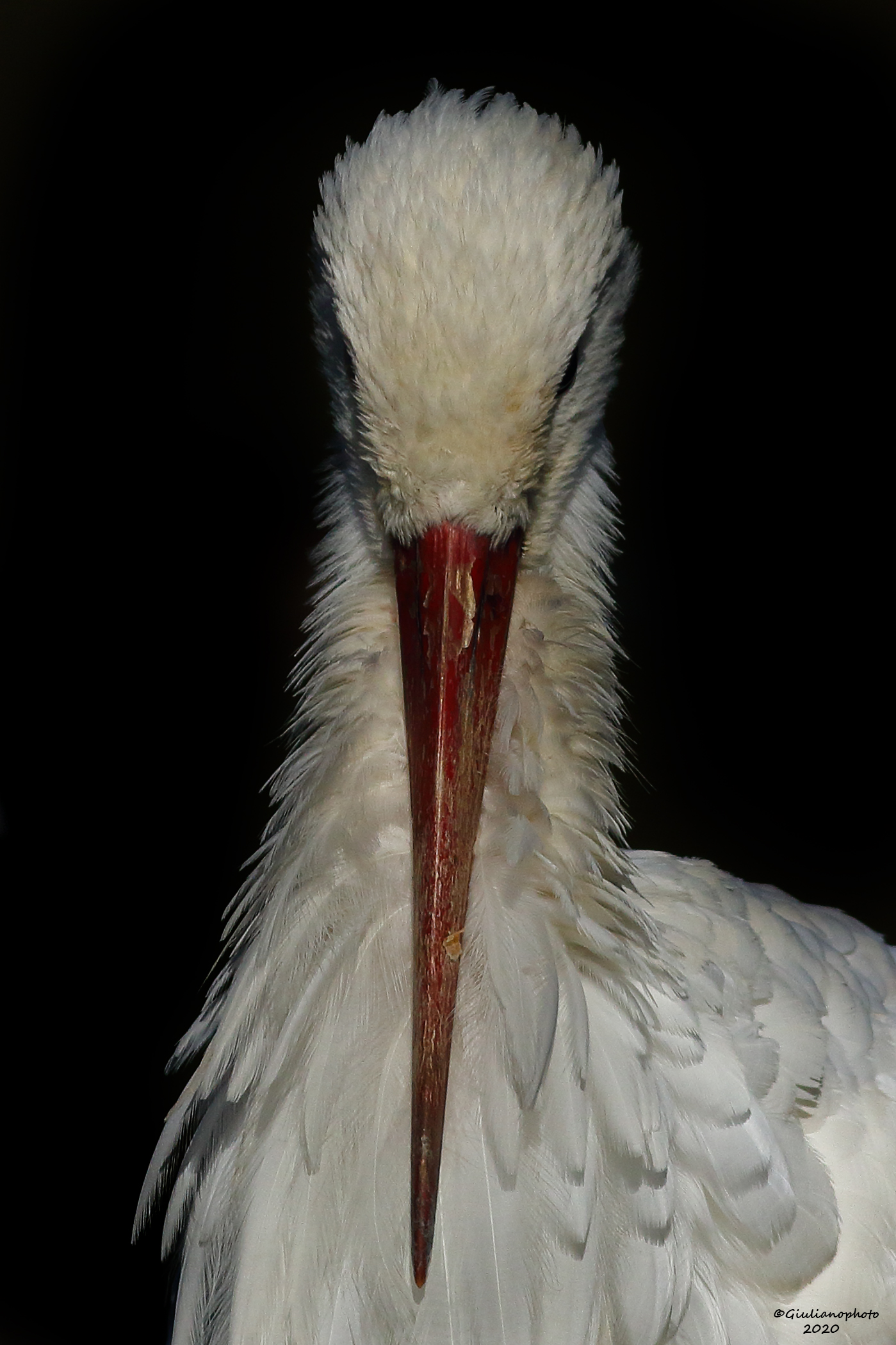 Portrait of a stork...