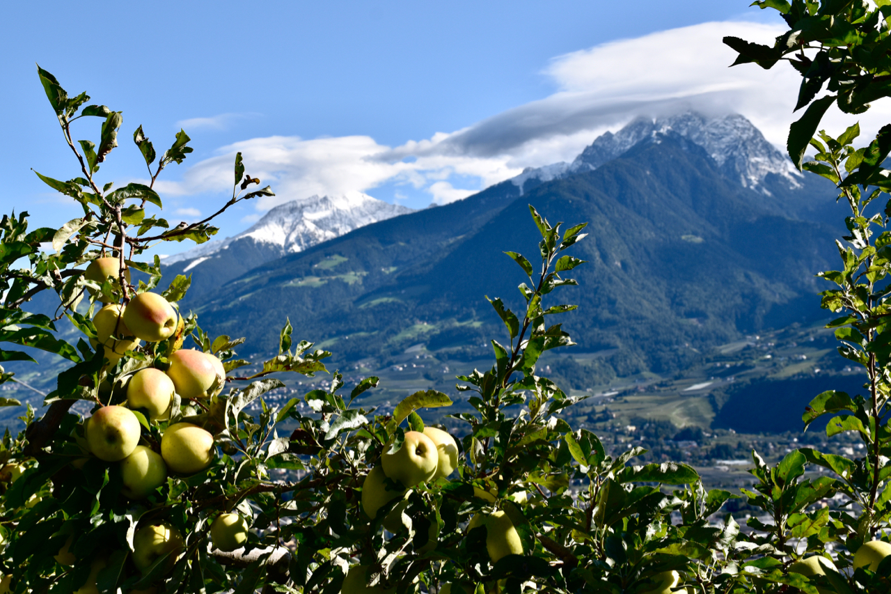 Apples on snow trees in the mountains...