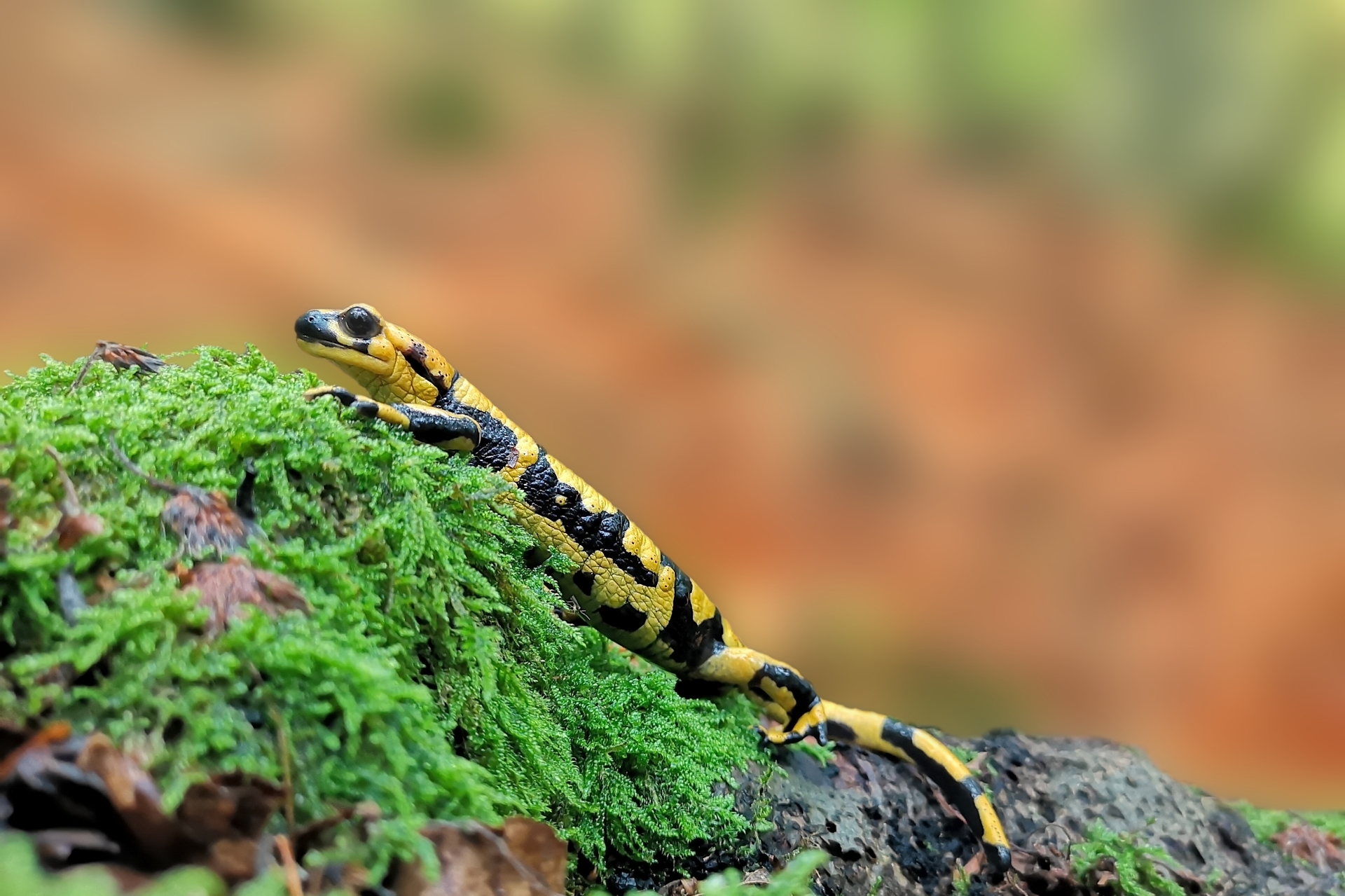 Pieced salamander....