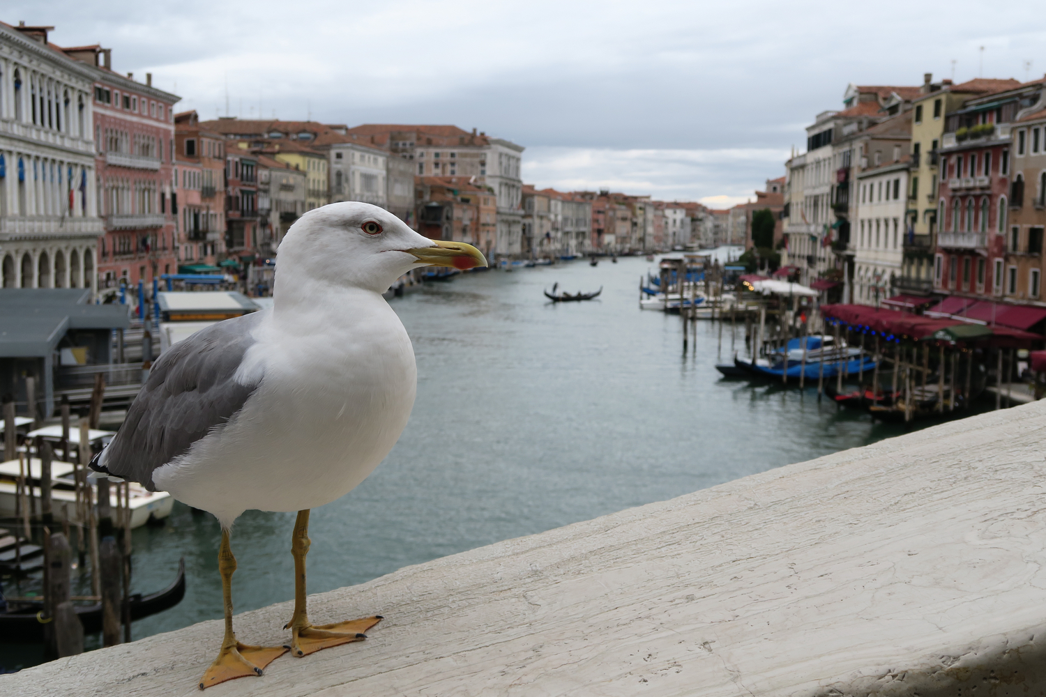 Seagull posing on the Rialto Bridge...