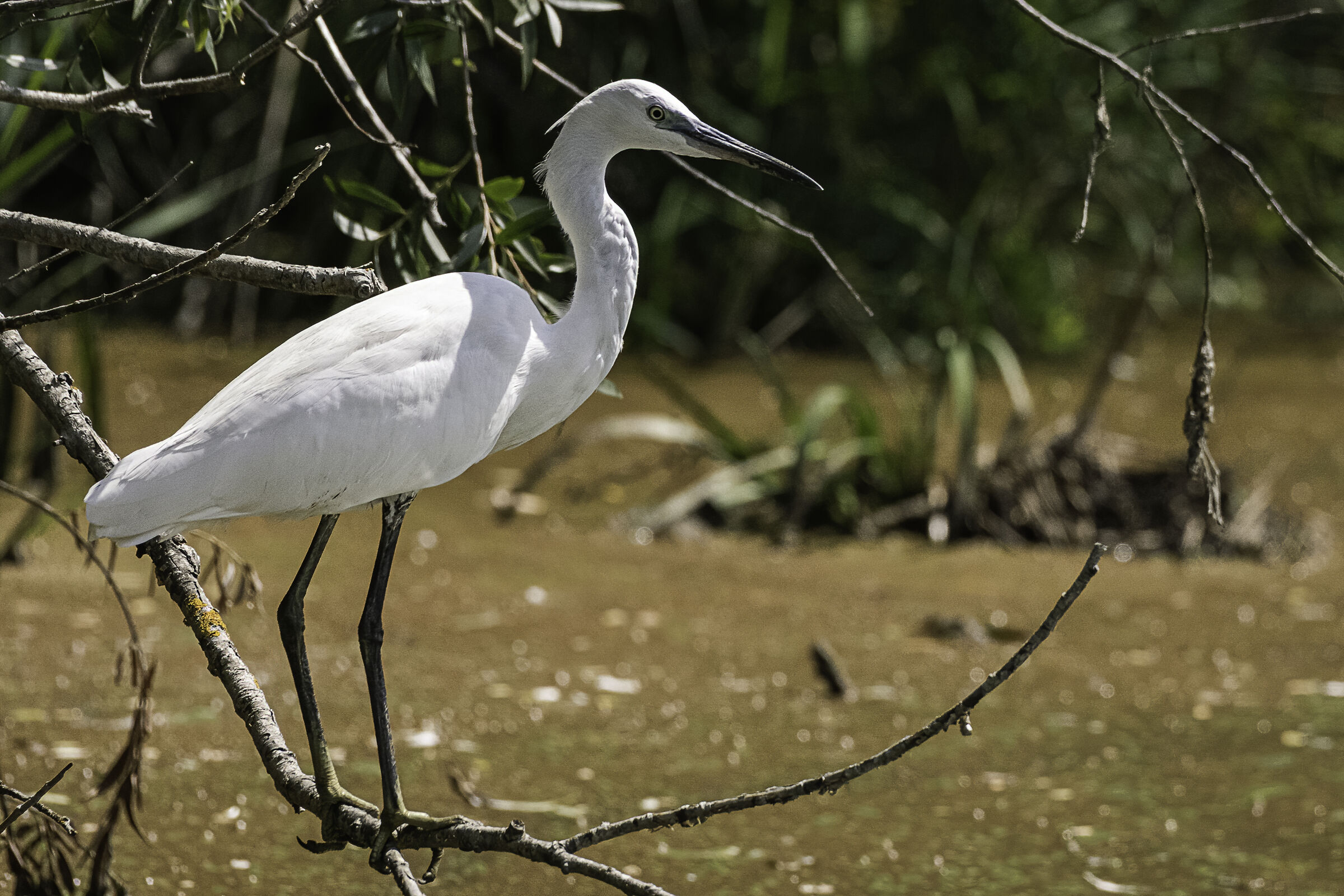 The egrets on the branch...