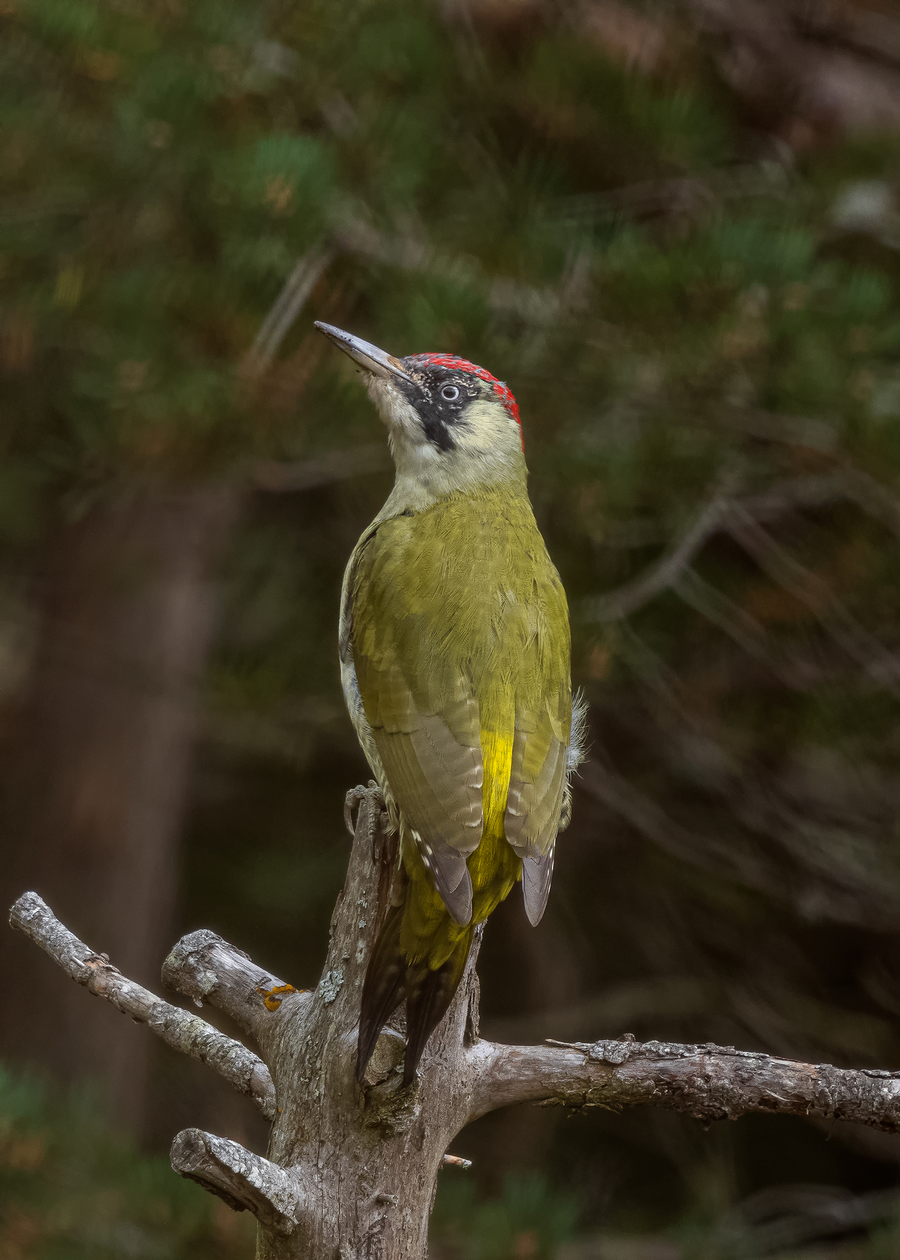 Green woodpecker...