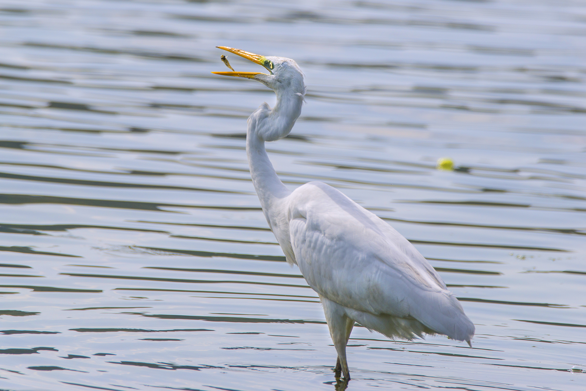 White Heron: Meal on the fly...