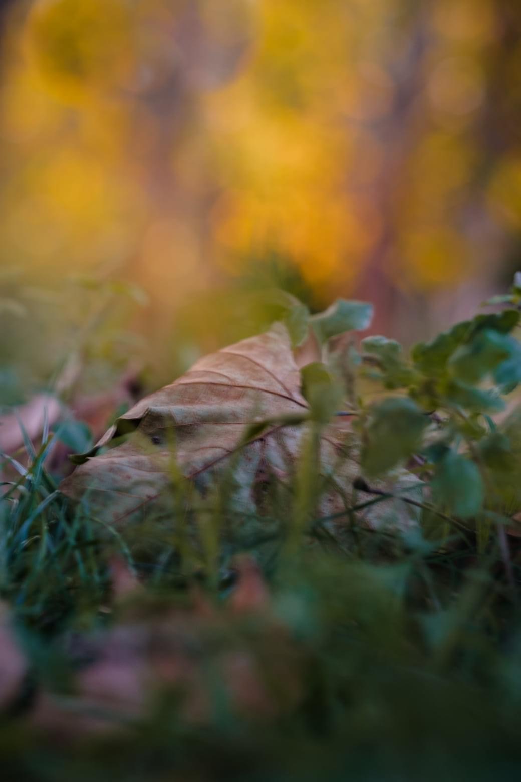 Autumn Blur ...