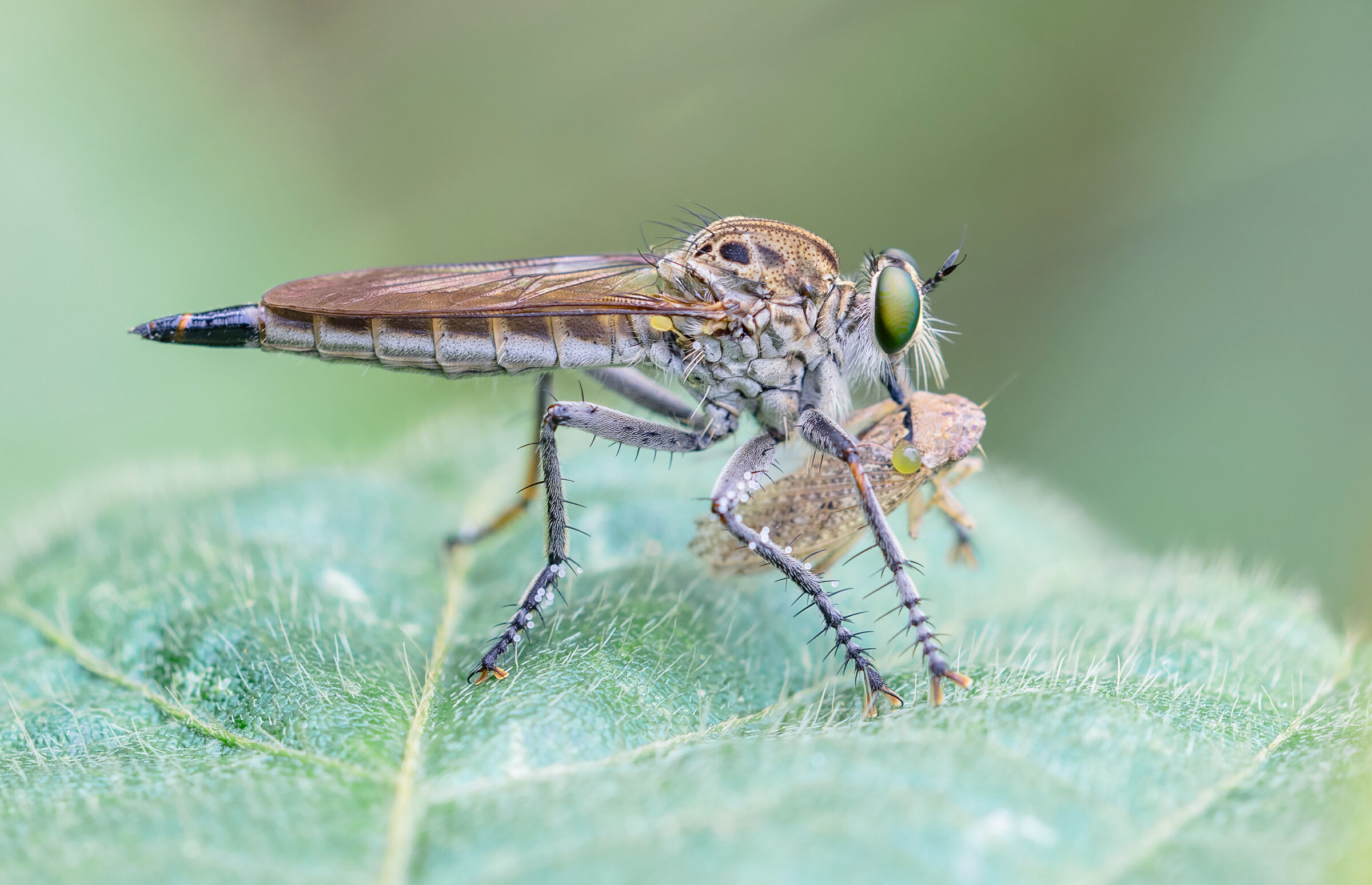 robber fly...