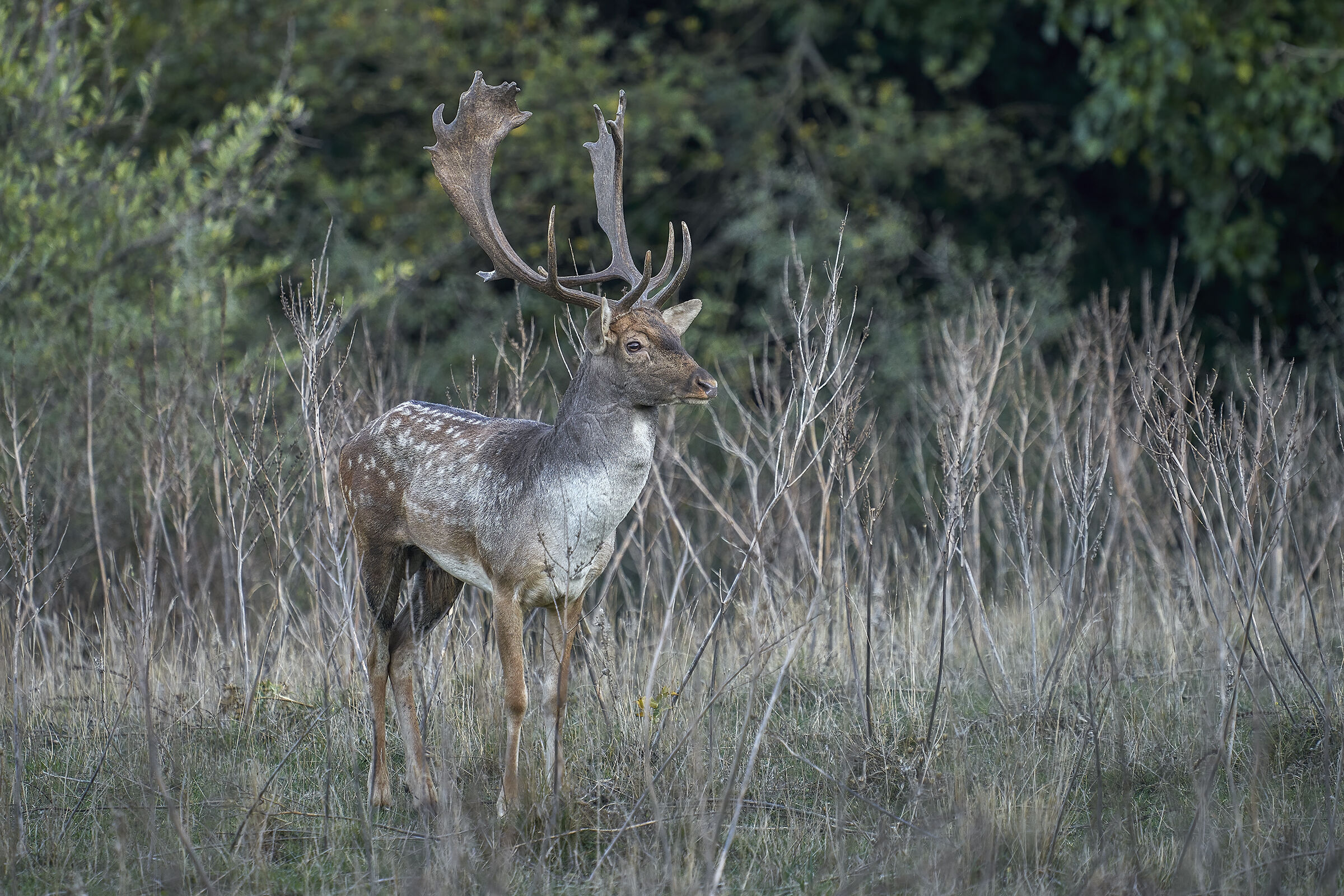 Male Deer ...