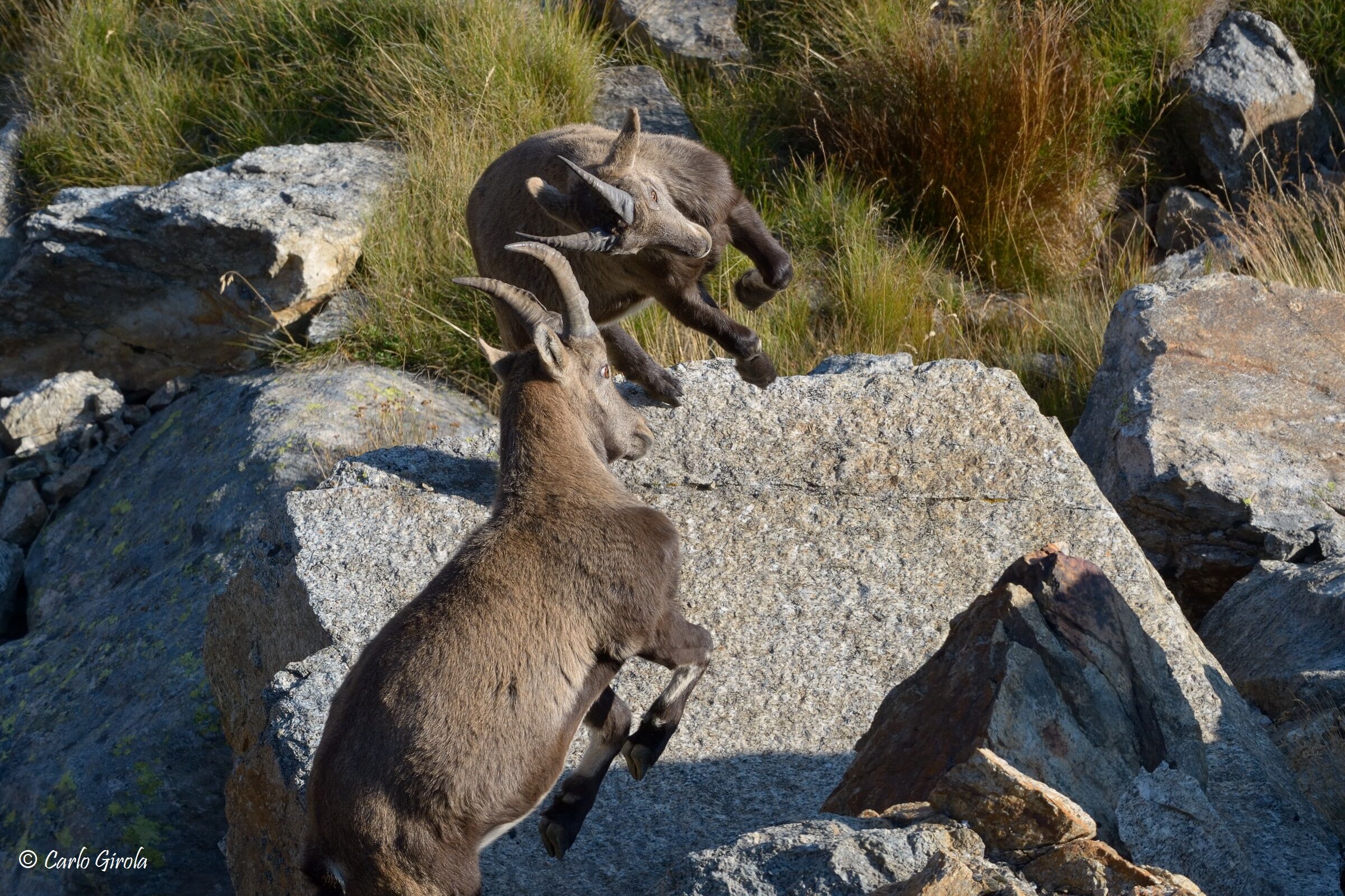Young ibex play...