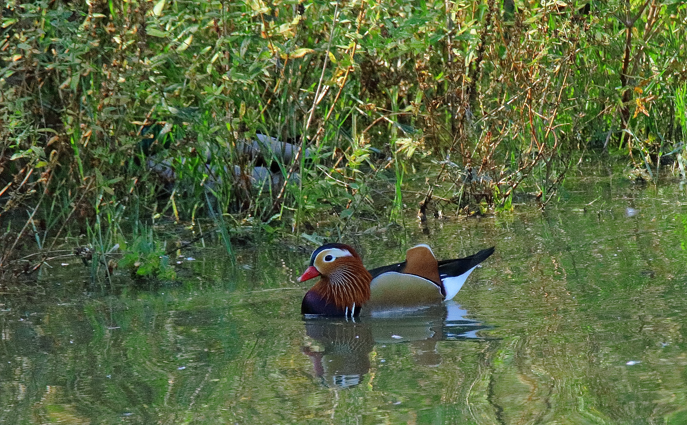 mandarin duck...