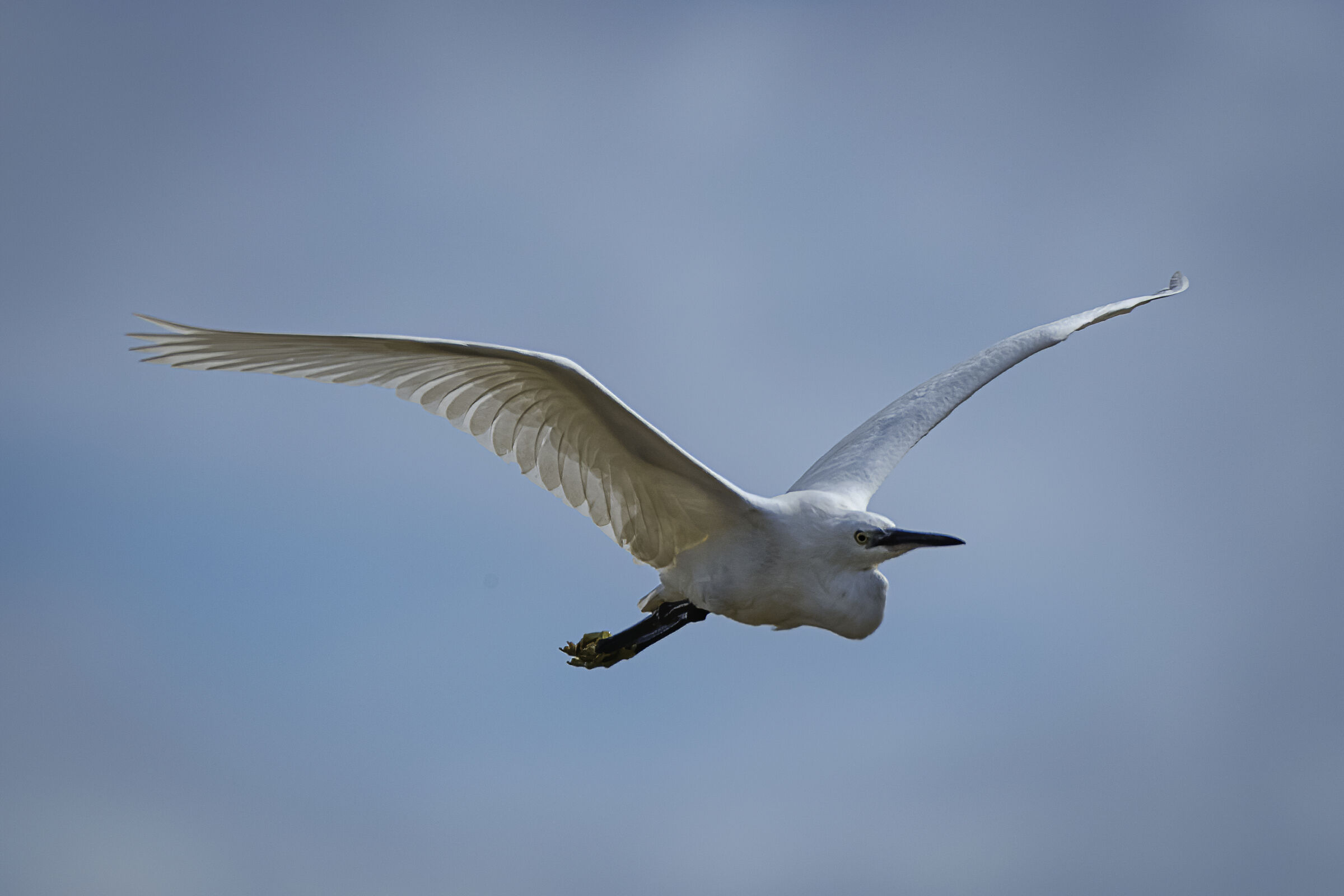 Egretta egrets in flight No.3...