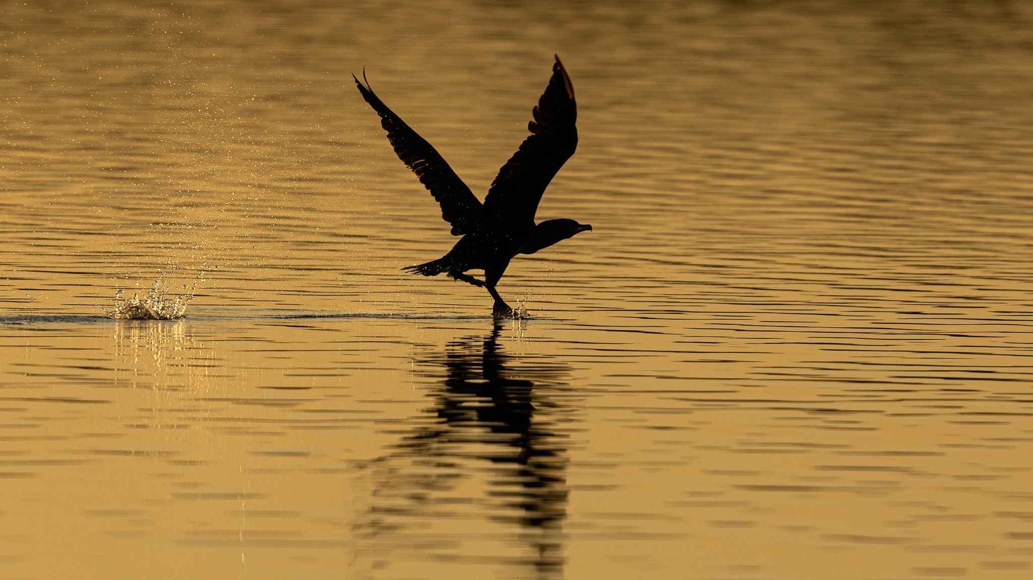Great cormorant...