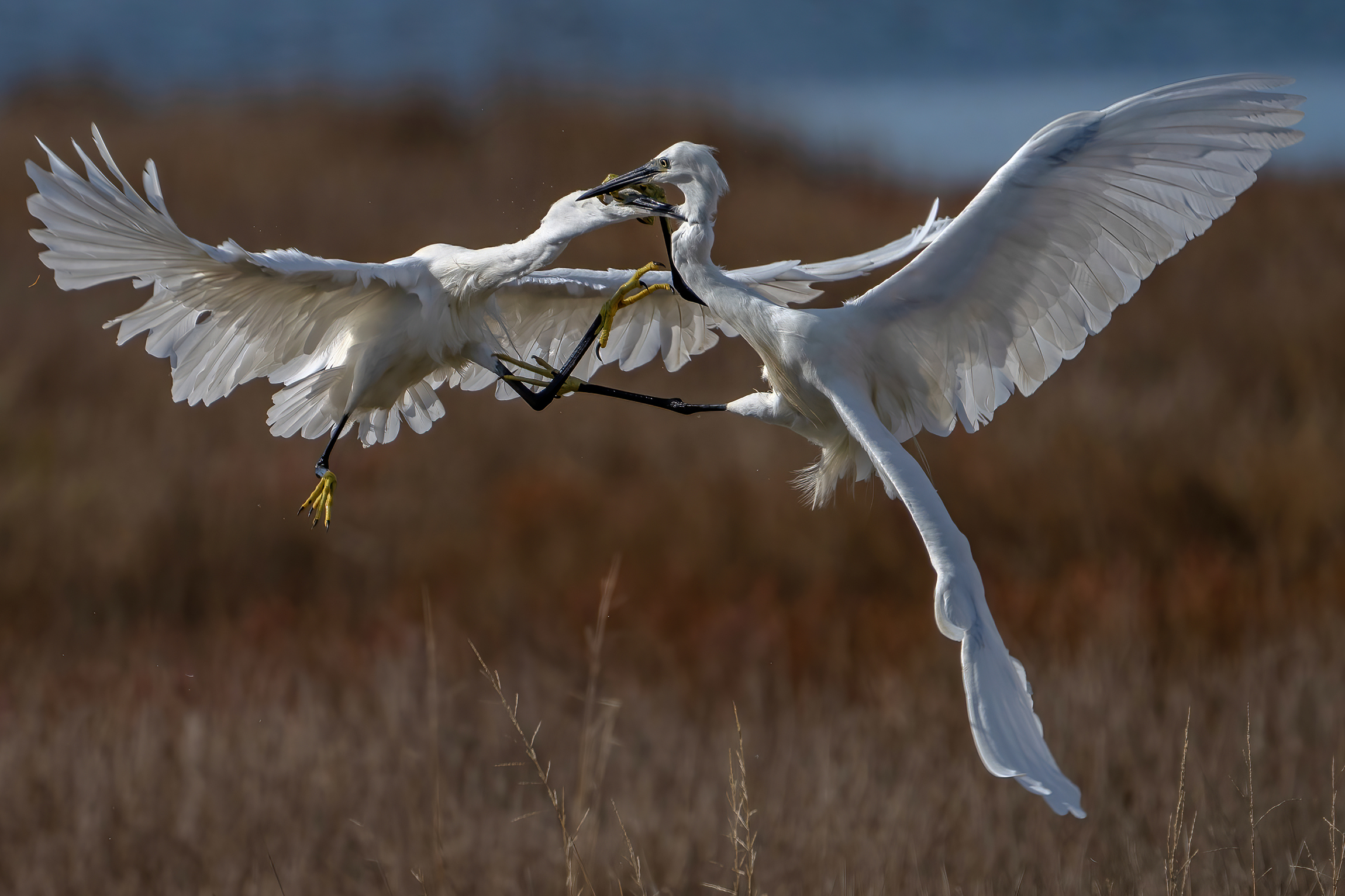 Fighting egrets...