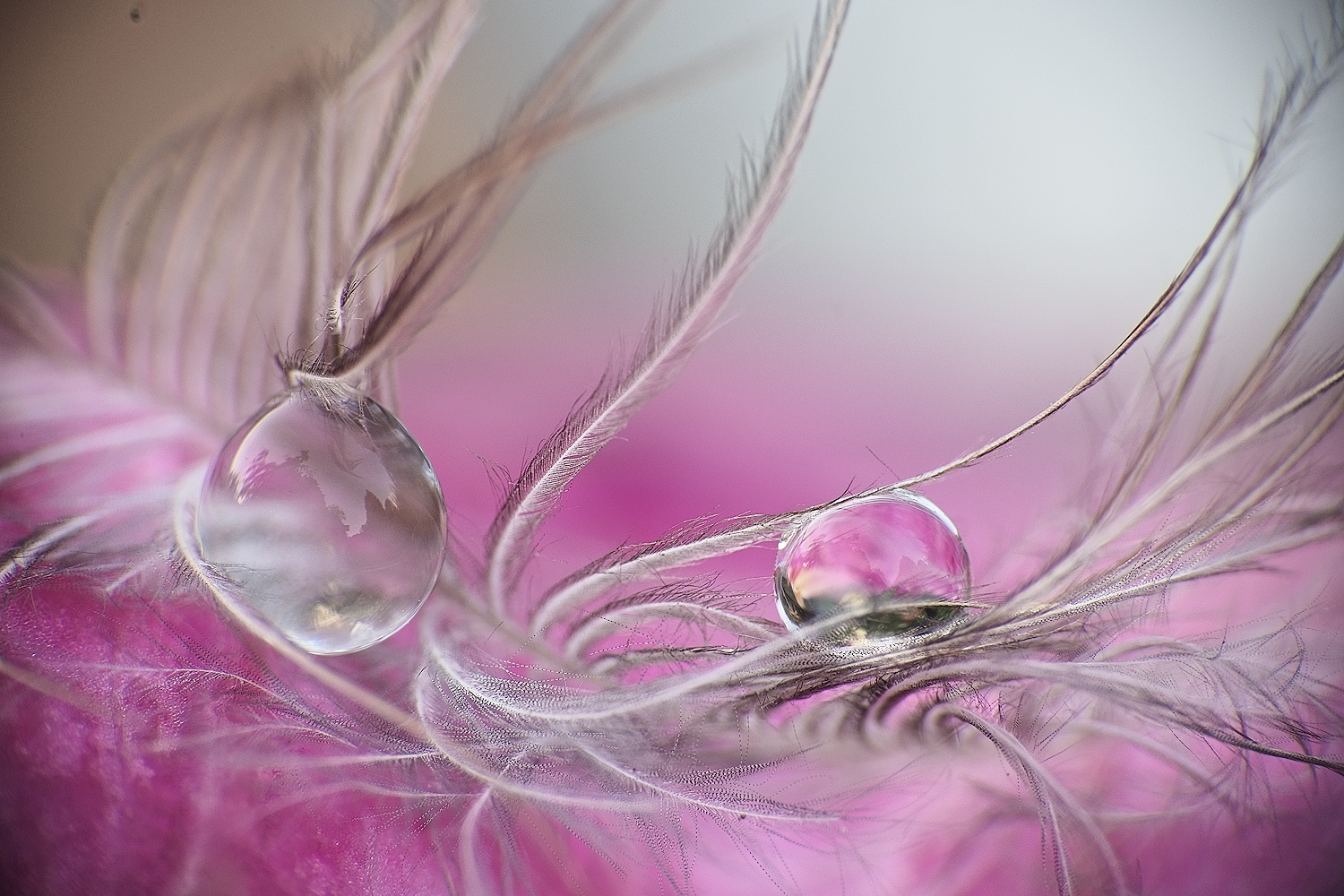 feather and drops...