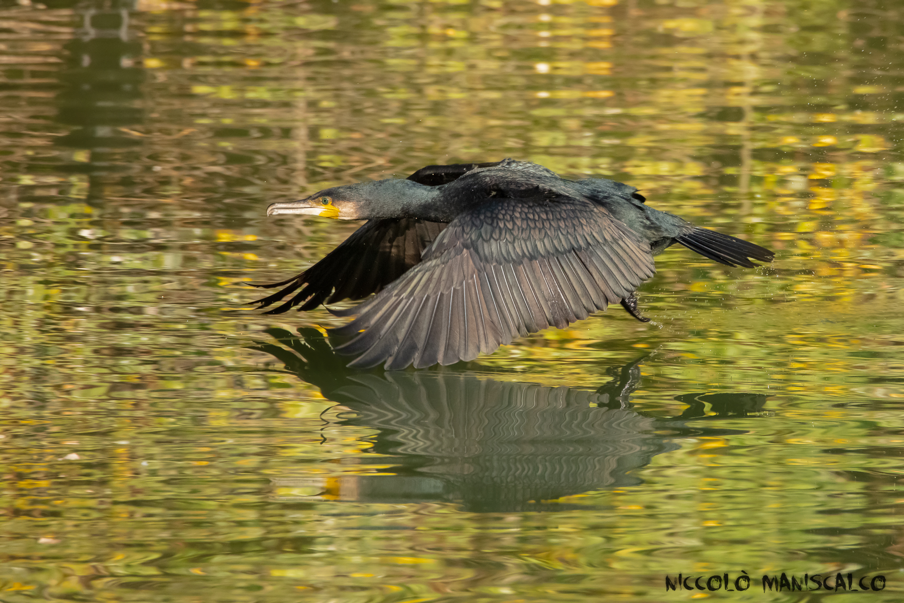 Autumn background for the Cormorant...