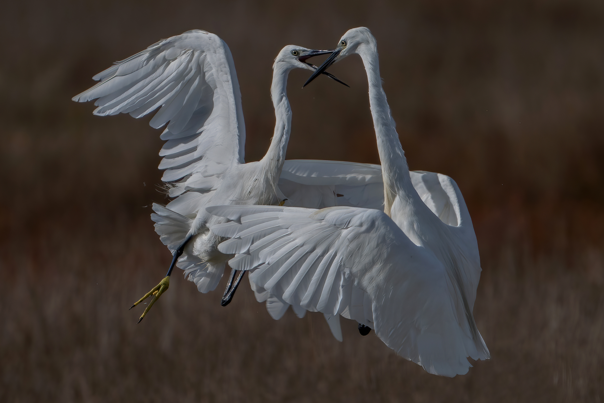 Fighting egrets...