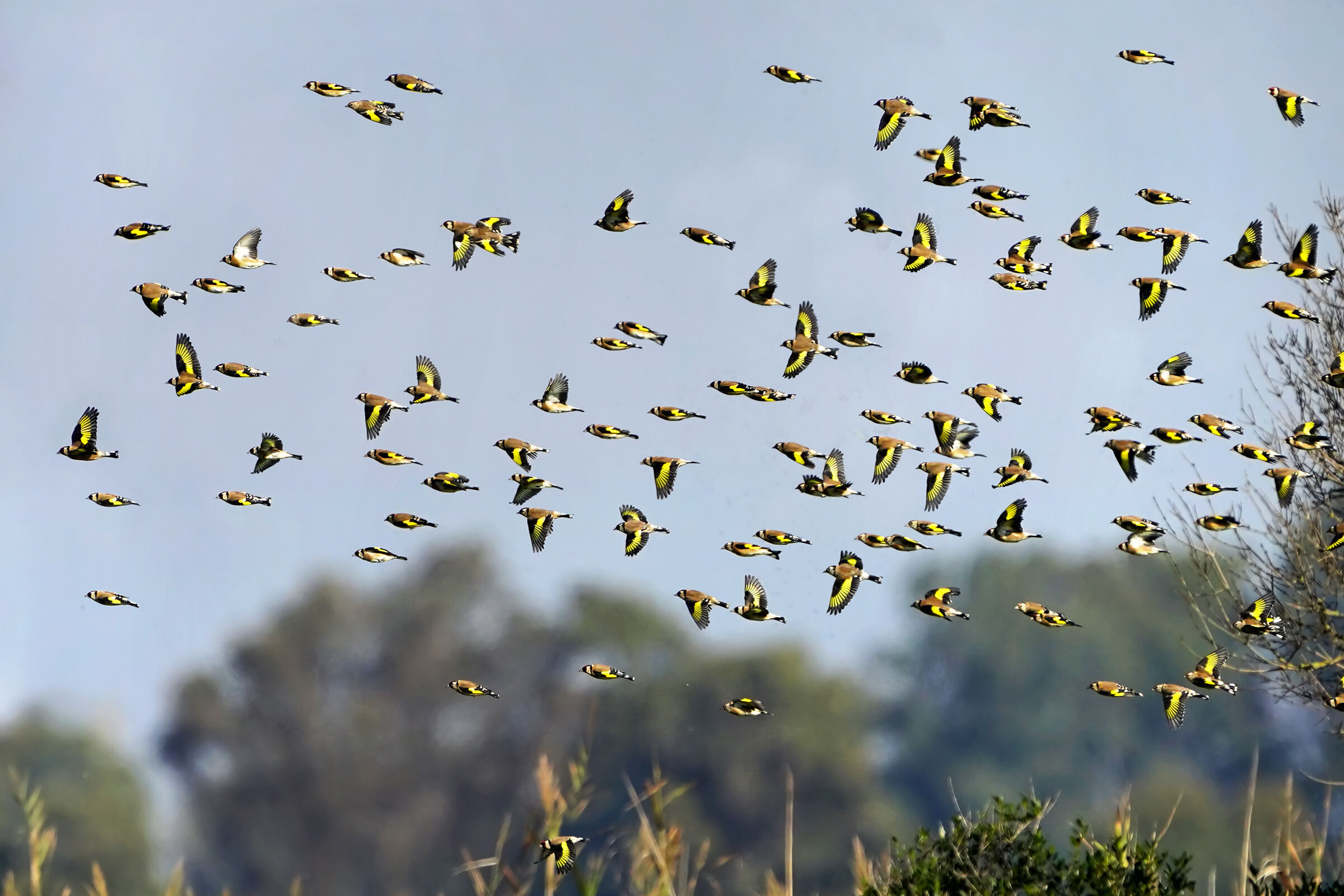 Goldfinches in autumn migration...