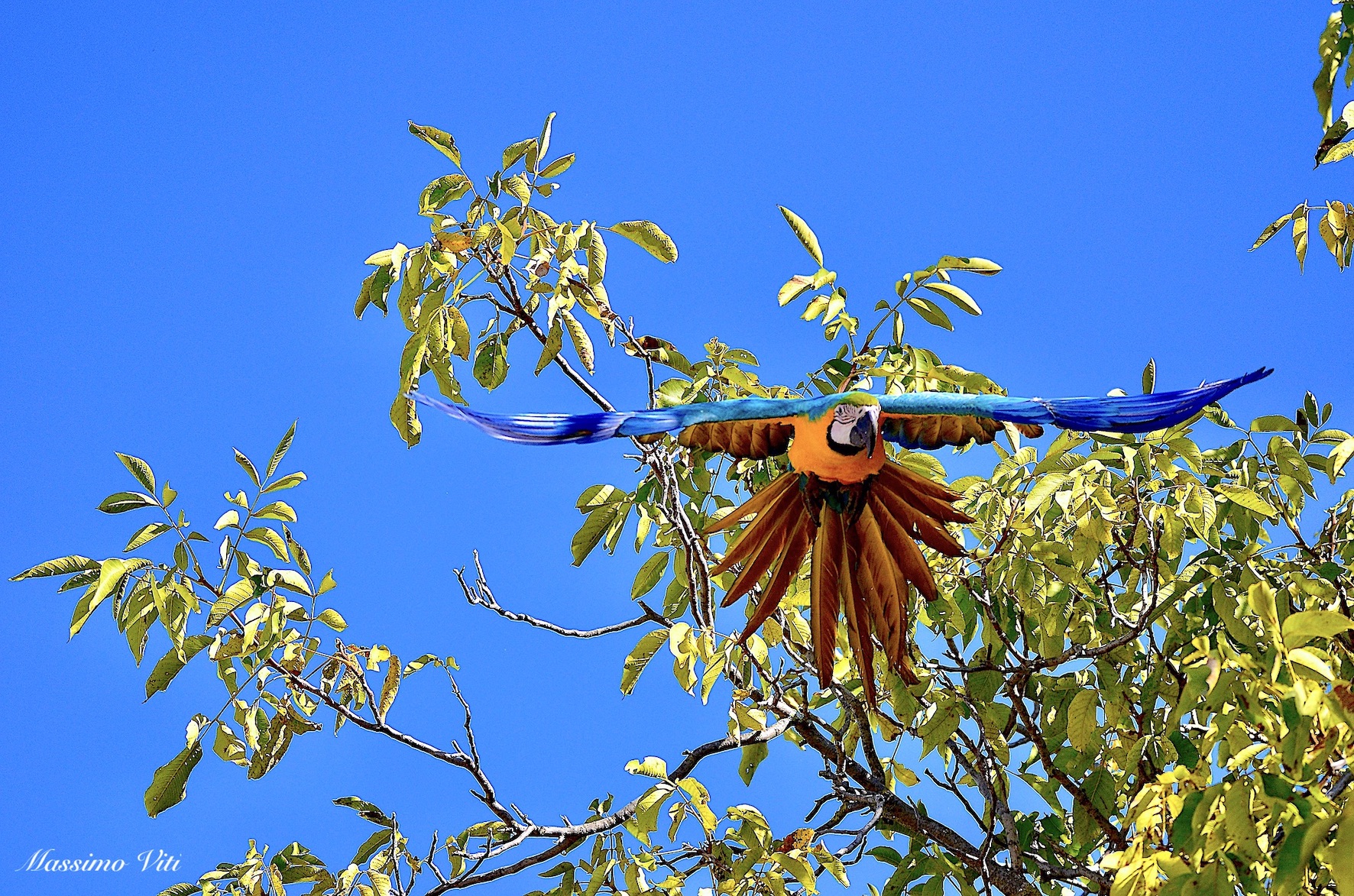 Yellow Blue Macaw ( Ara ararauna ) ...