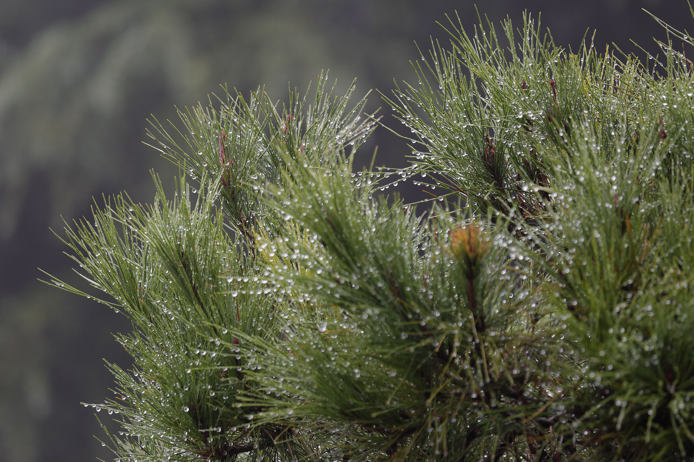 droplets on pine...