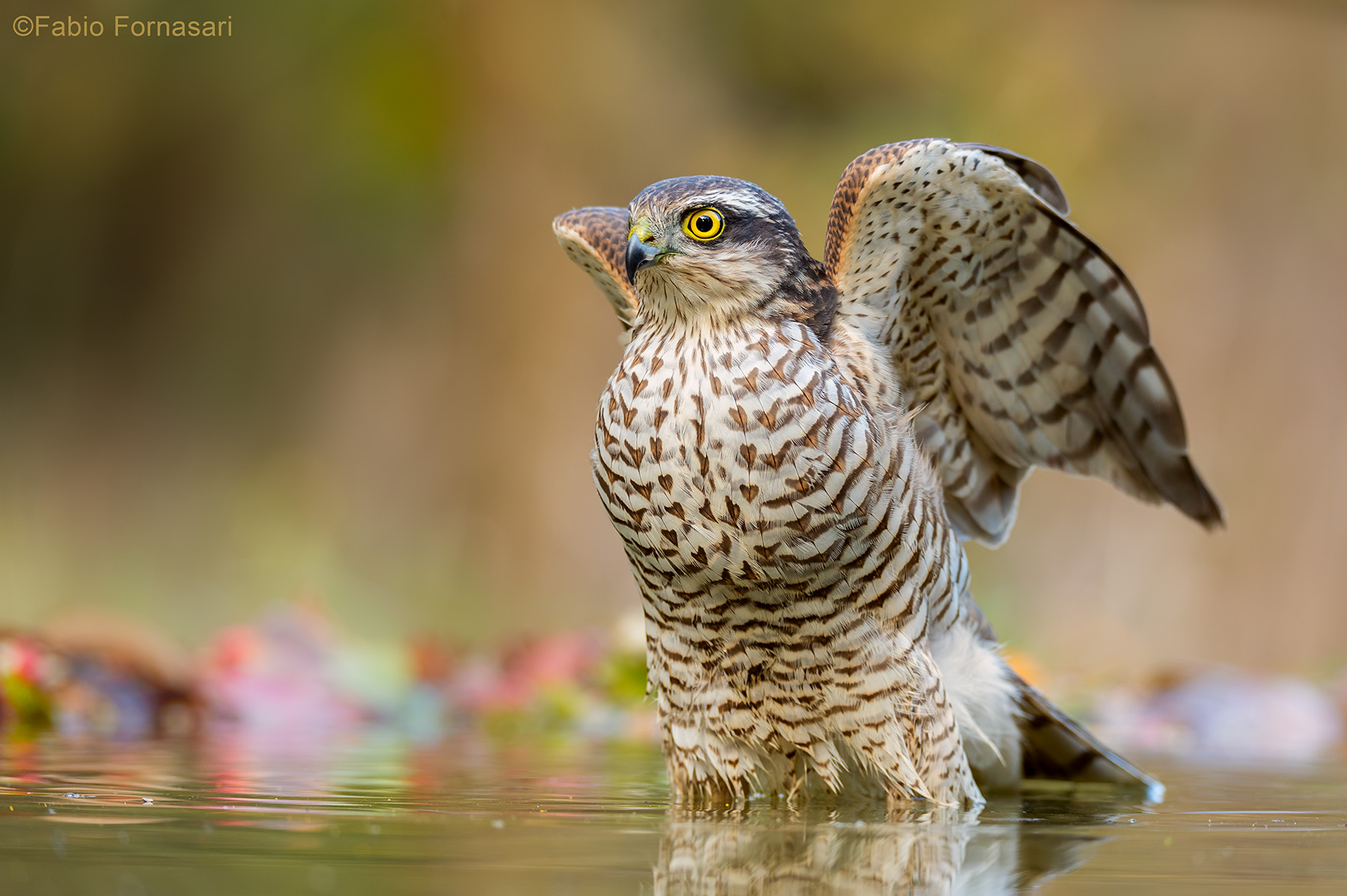 young female sparrowhawk...