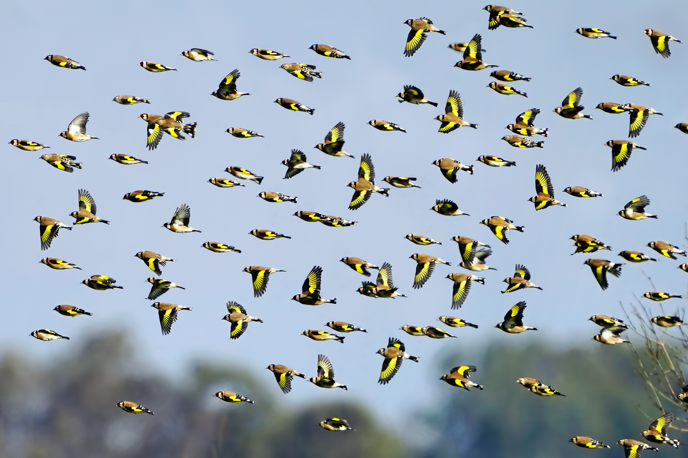 The migration of goldfinches ...