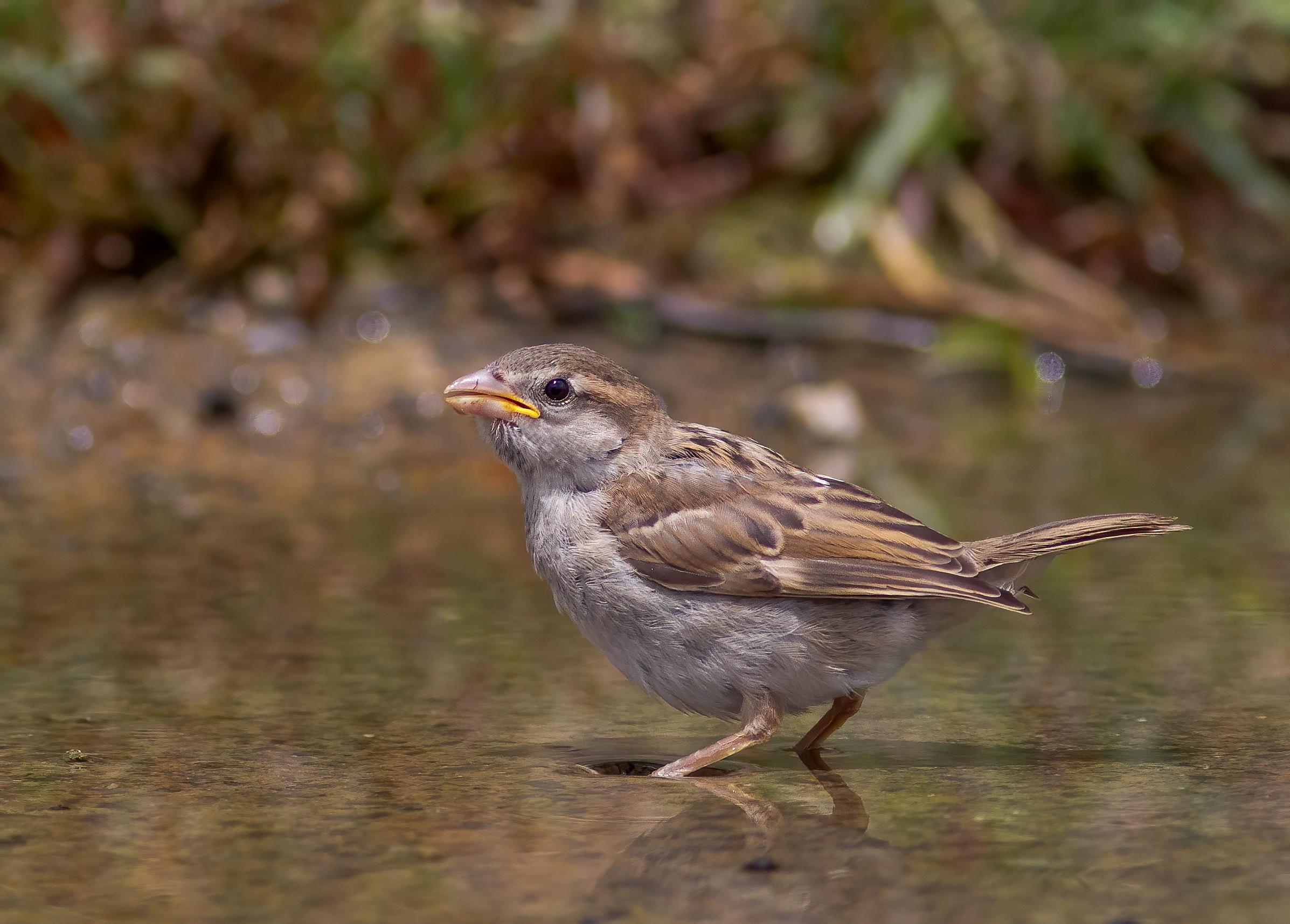 Bath sparrow...