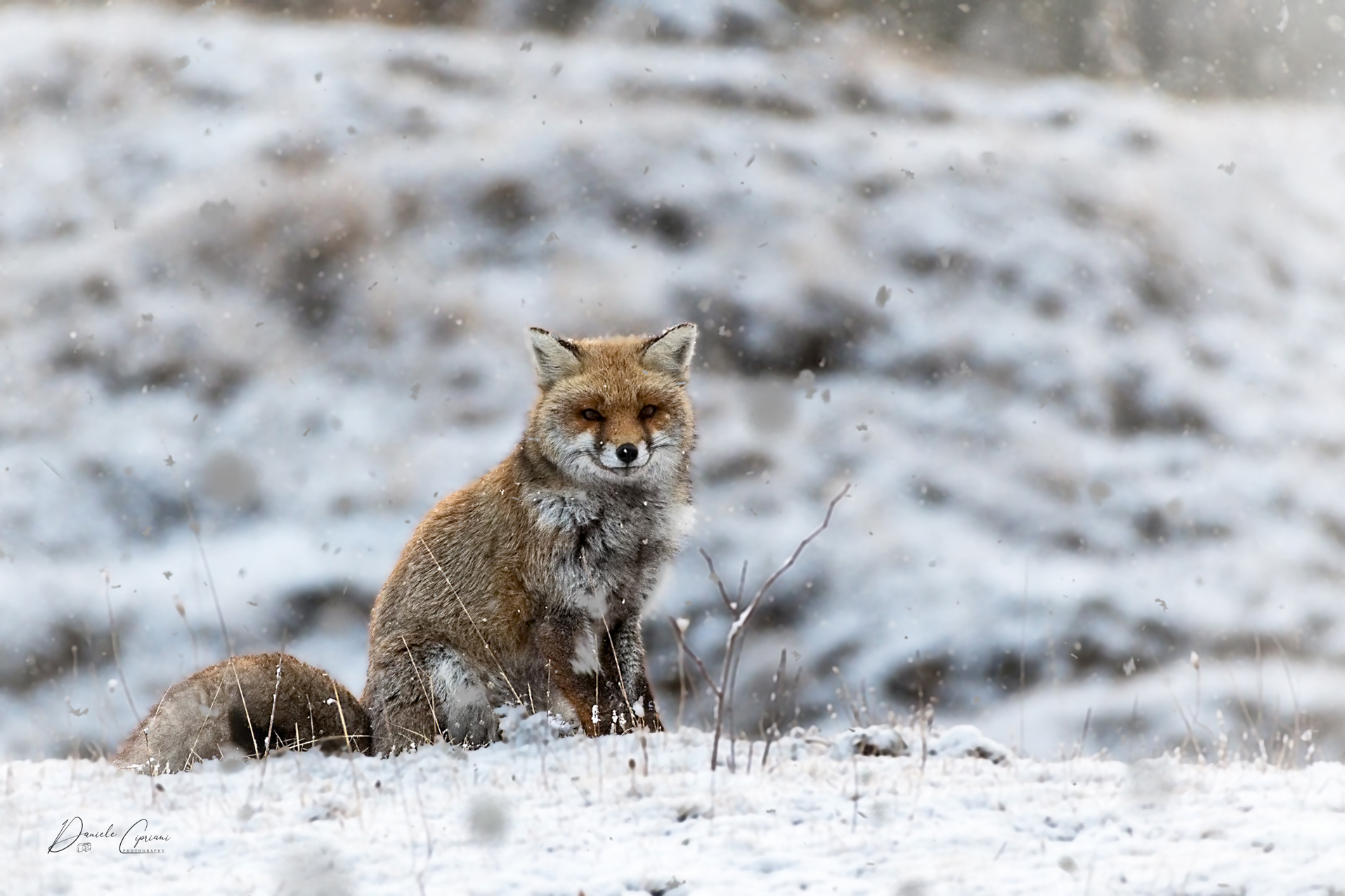 Under the snow.. Fox!...