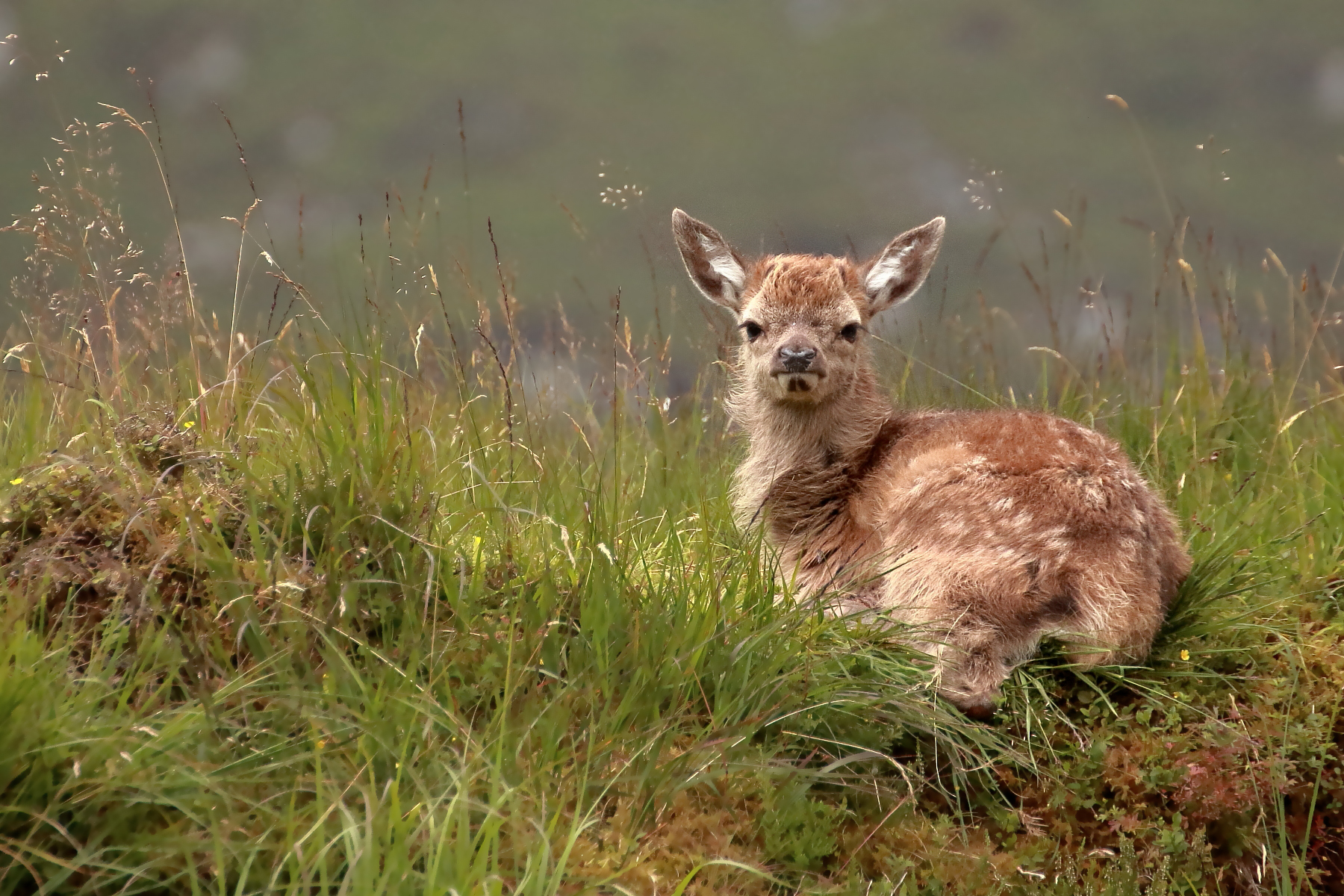 The Little Fawn...