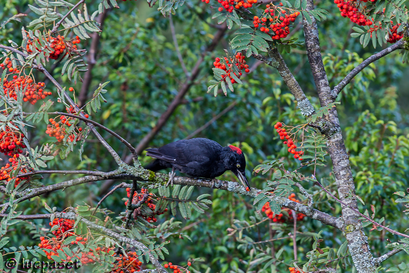 Vegetarian black woodpecker...