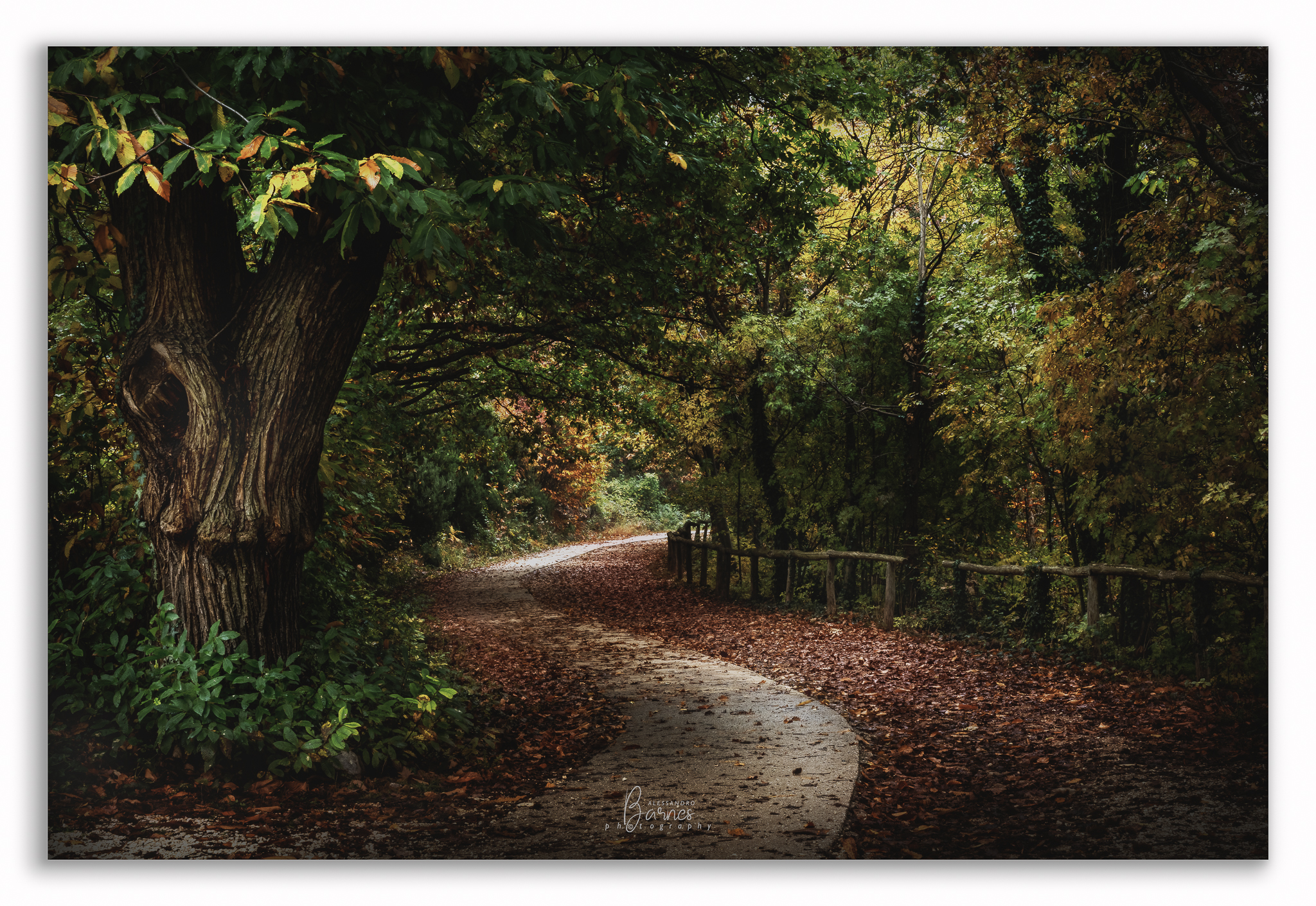 The road in the woods -Euganean hills-...