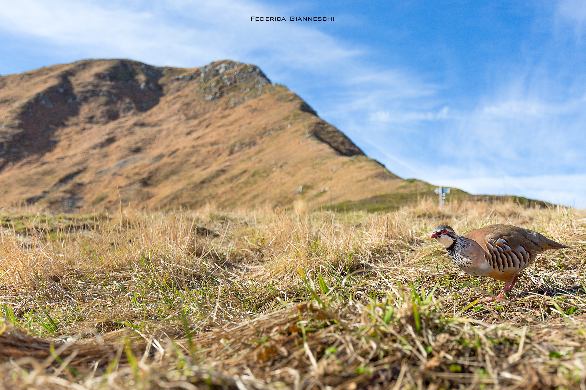 Partridge in the Apennines...
