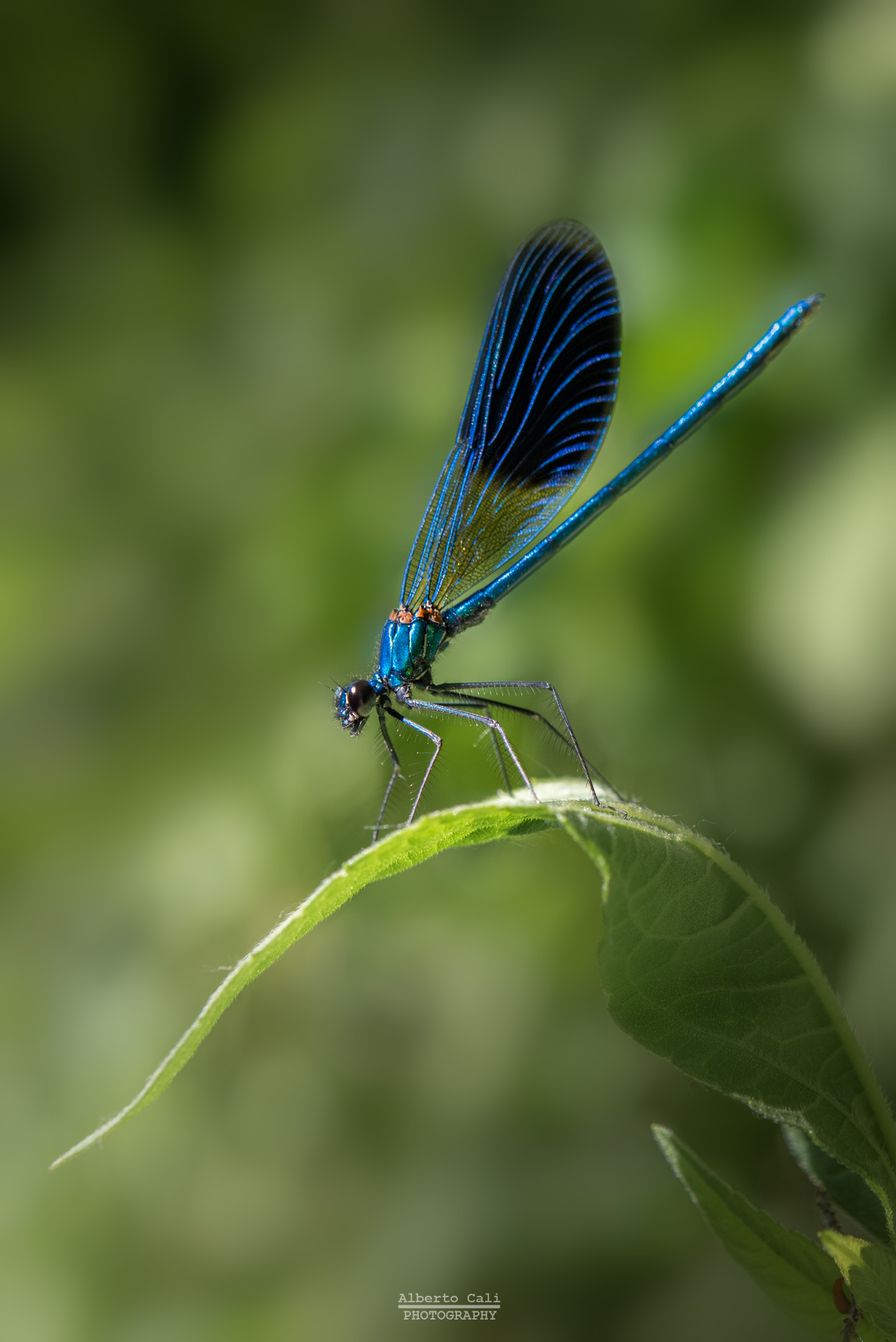 Calopteryx blue...
