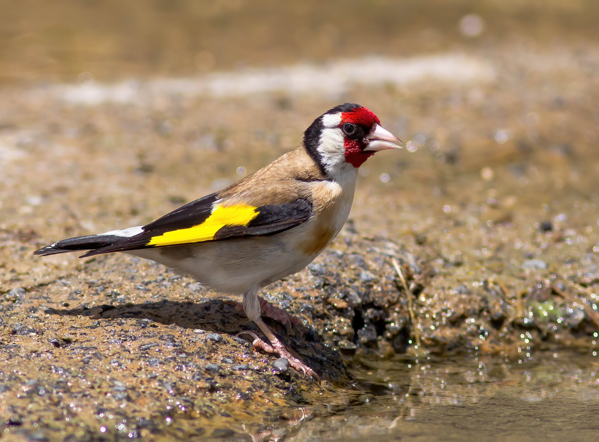 Yet another goldfinch....