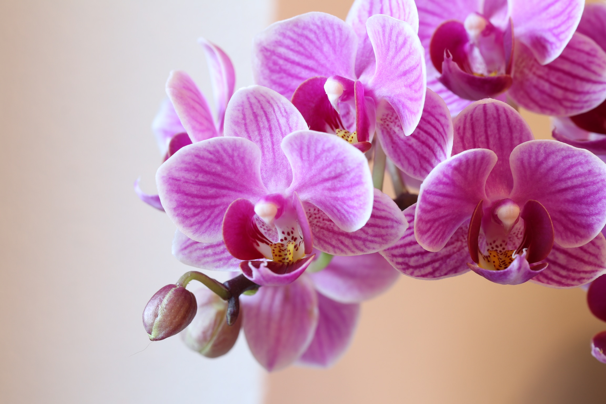 Orchid...