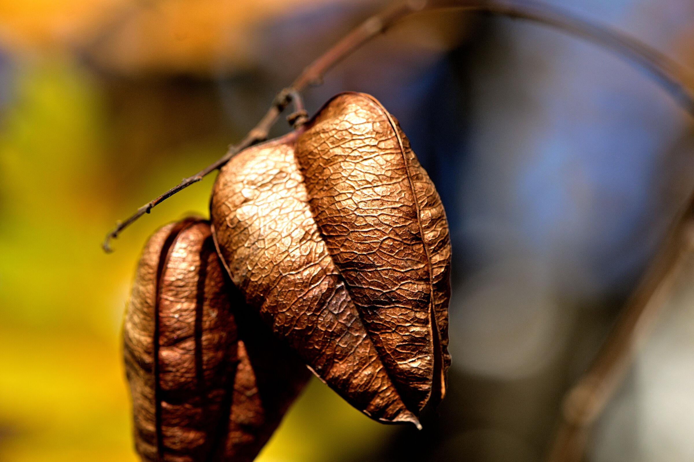Autumn leaf...