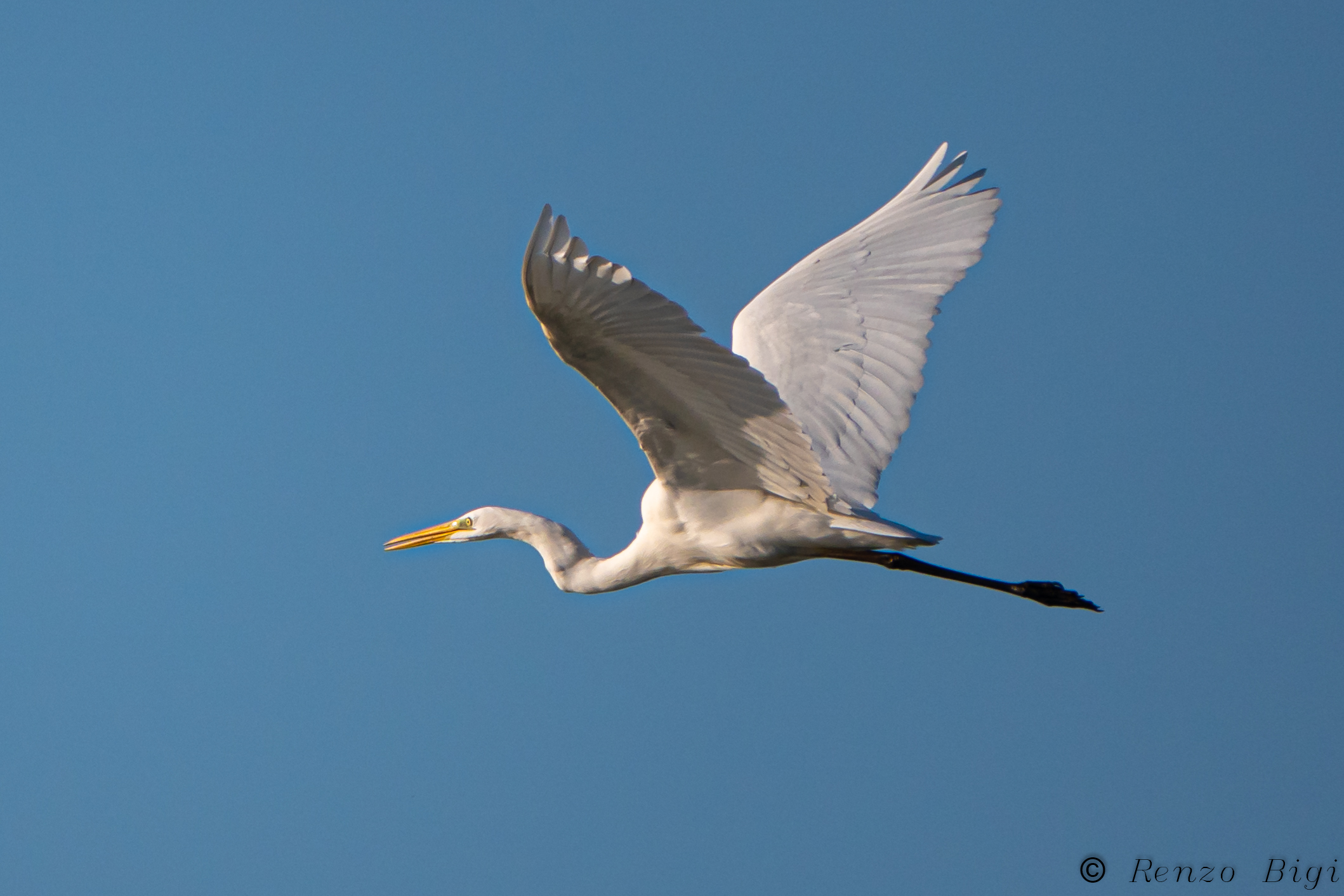 Greater white heron...