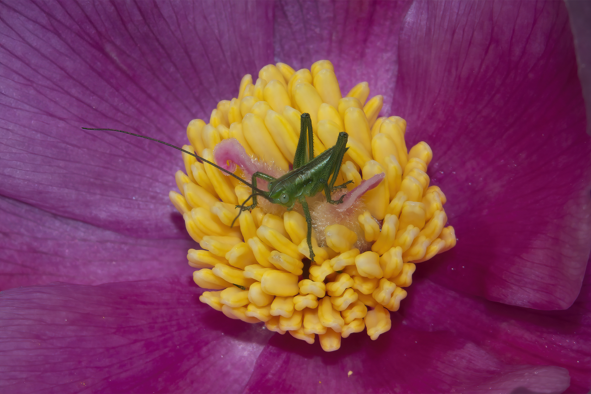 Grasshopper on Coral Peony...