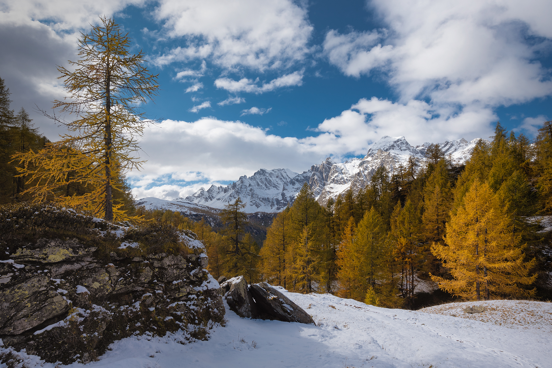 Walking among the larches...